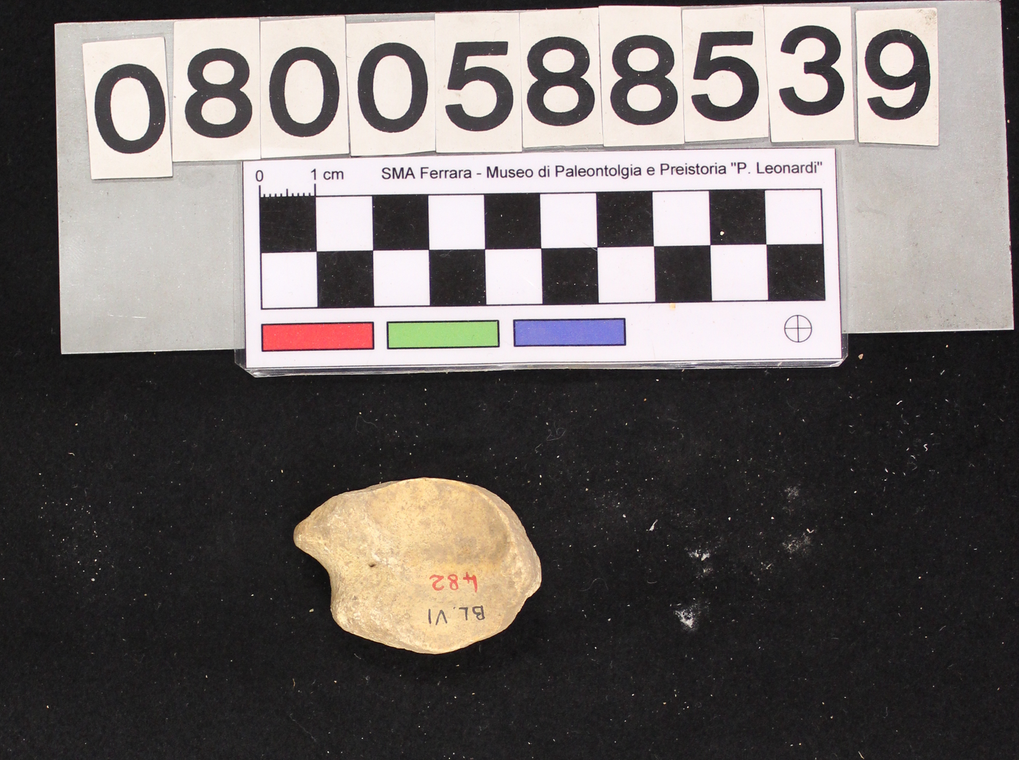 fossile (Megaloceros giganteus, II falange, esemplare)