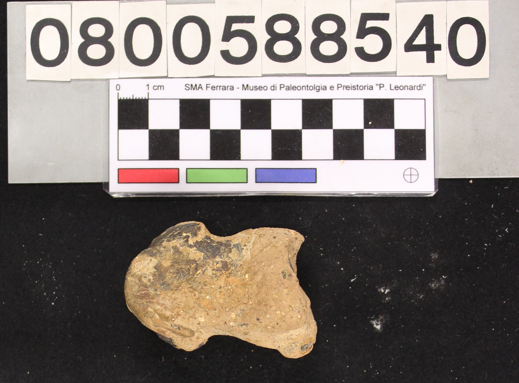 fossile (Megaloceros giganteus, II falange, esemplare)