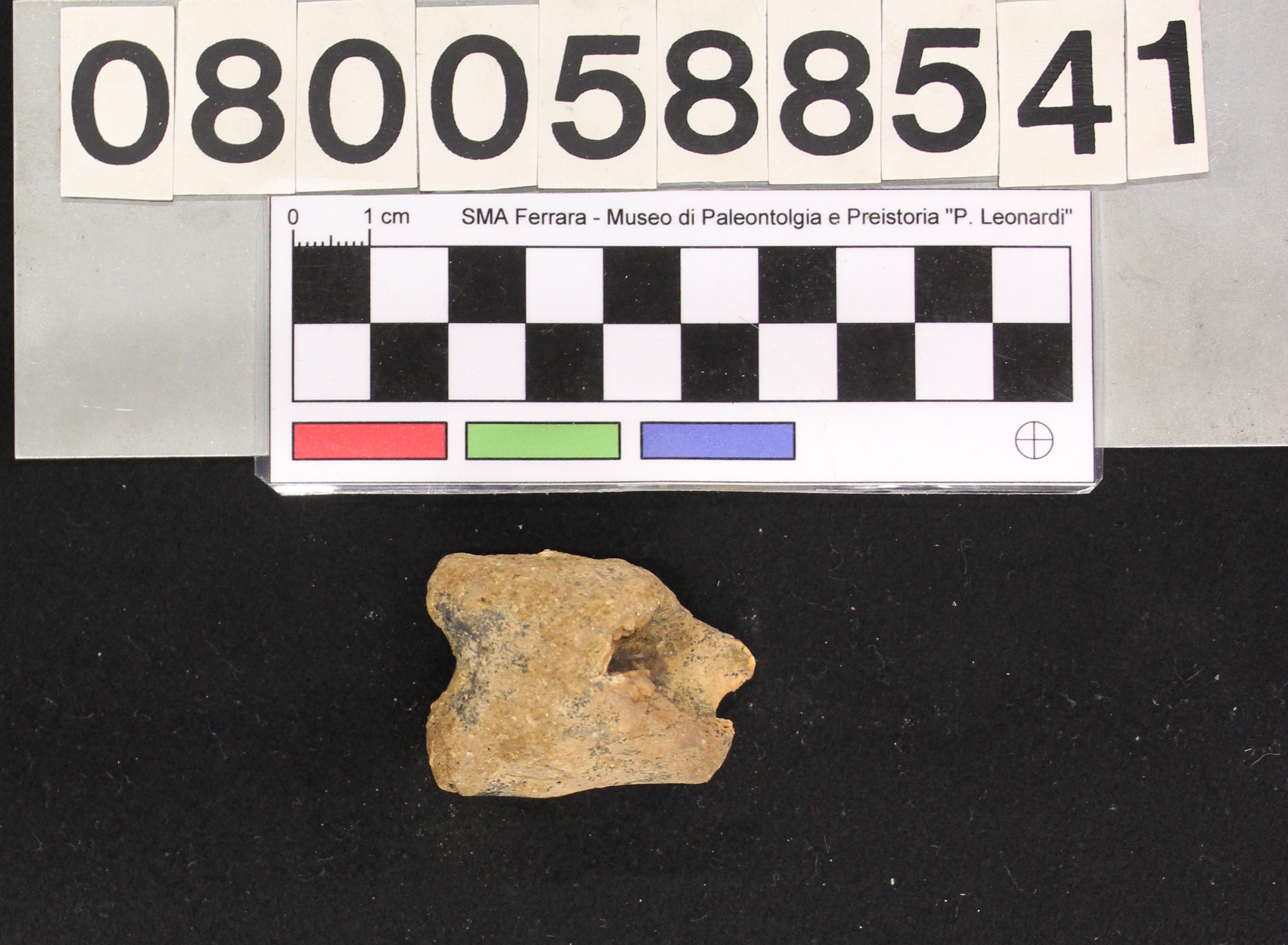 fossile (Megaloceros giganteus, I falange, esemplare)