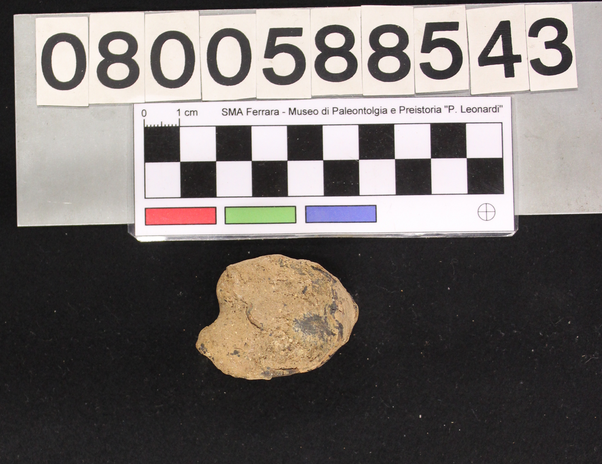 fossile (Megaloceros giganteus, II falange, esemplare)