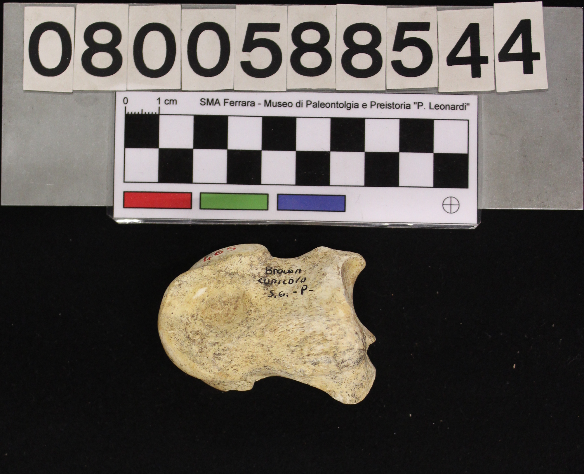 fossile (Megaloceros giganteus, II falange, esemplare)