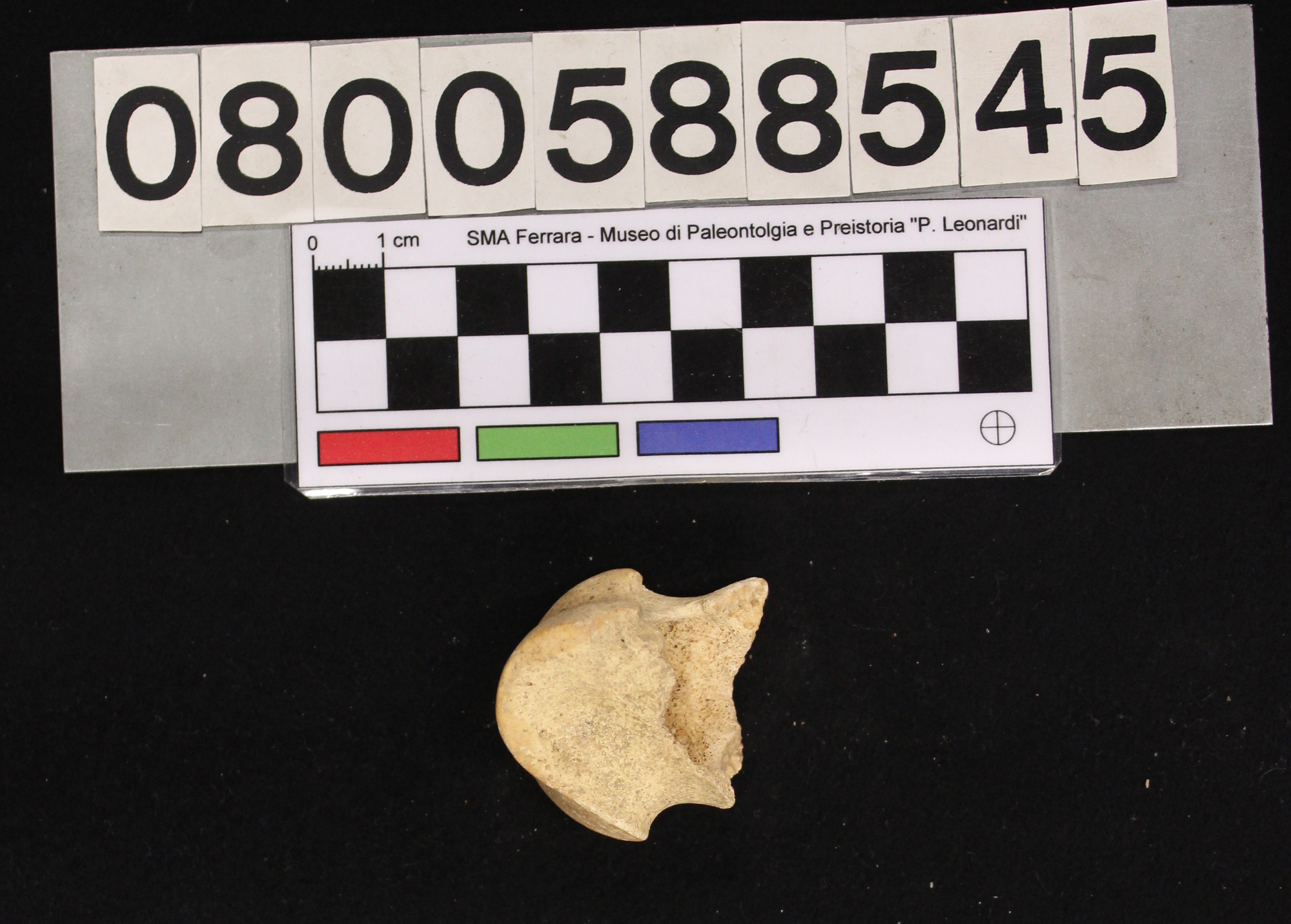 fossile (Megaloceros giganteus, II falange, esemplare)