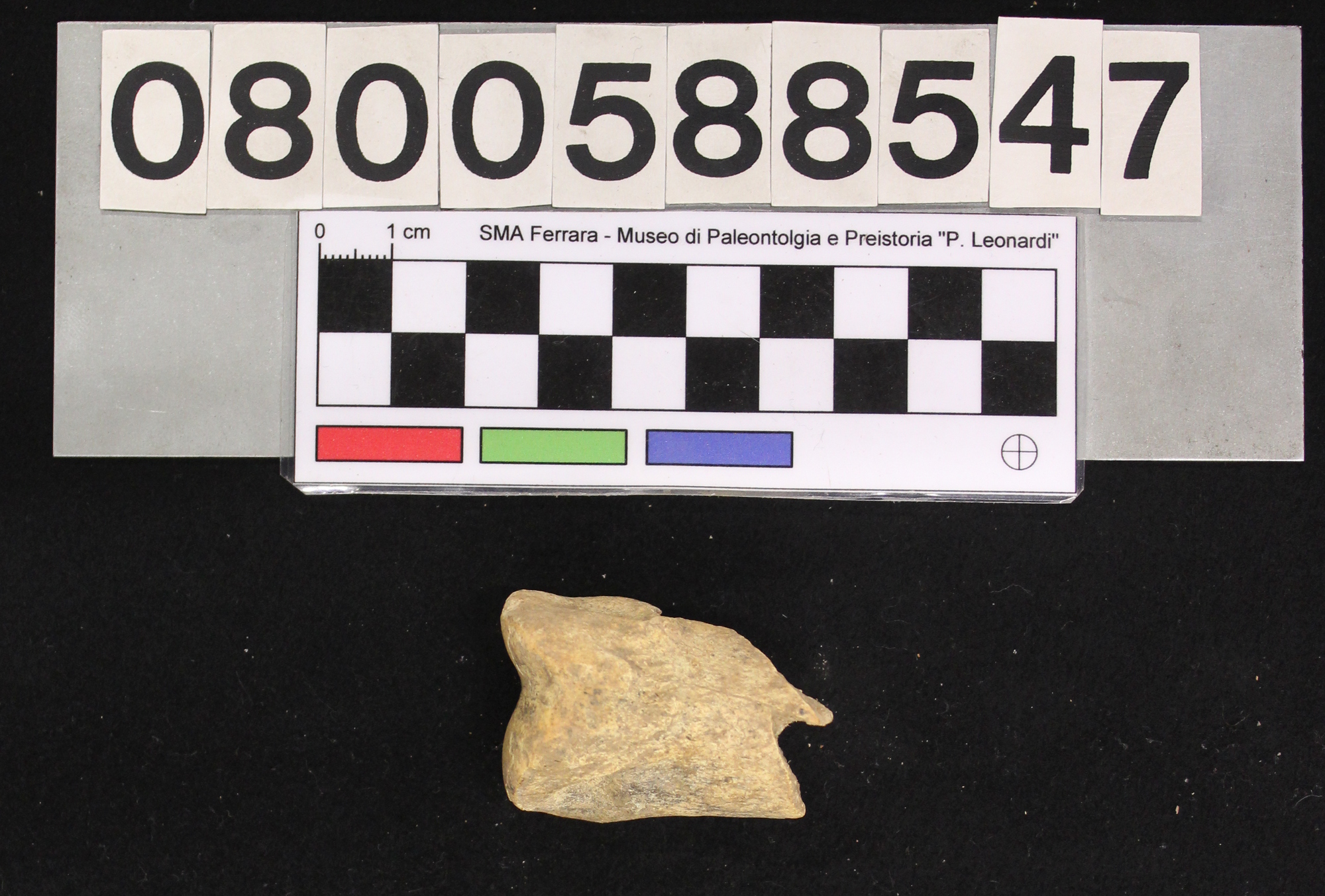 fossile (Megaloceros giganteus, I falange, esemplare)