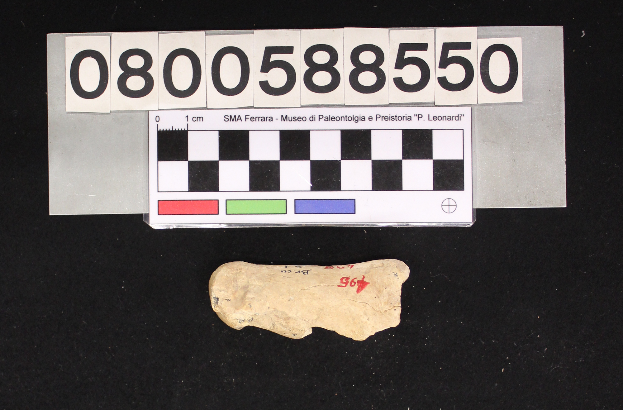 fossile (Megaloceros giganteus, I falange, esemplare)