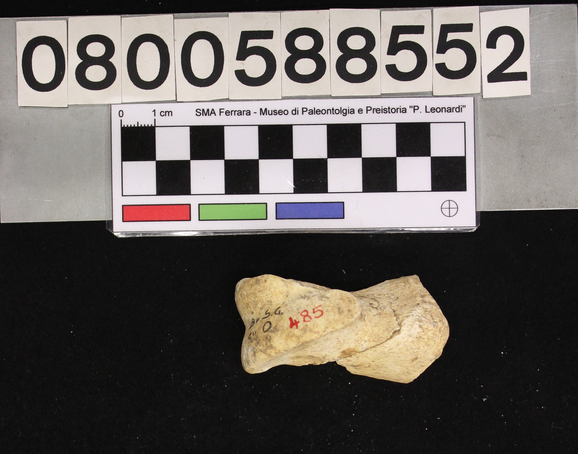 fossile (Megaloceros giganteus, II falange, esemplare)