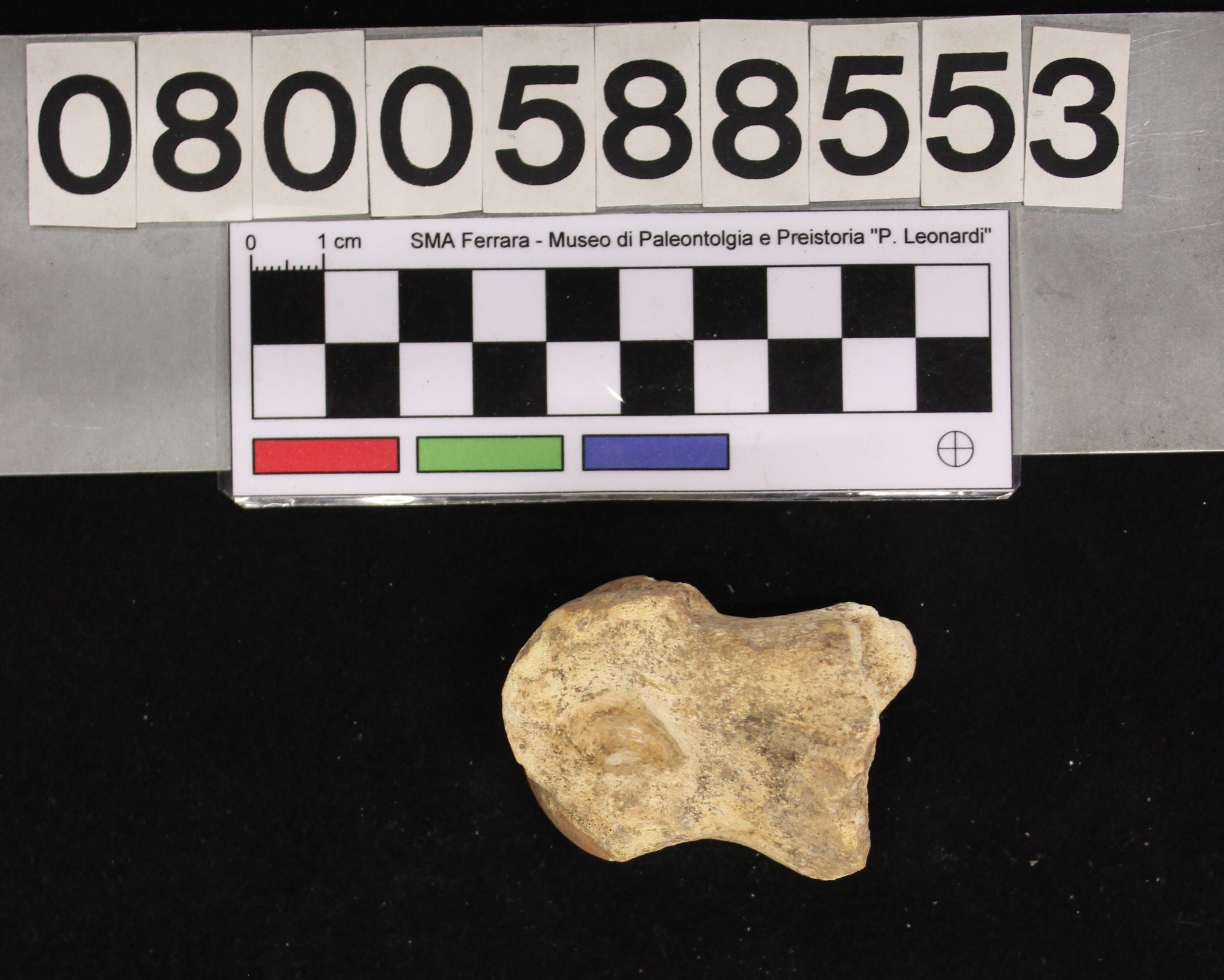 fossile (Megaloceros giganteus, II falange, esemplare)