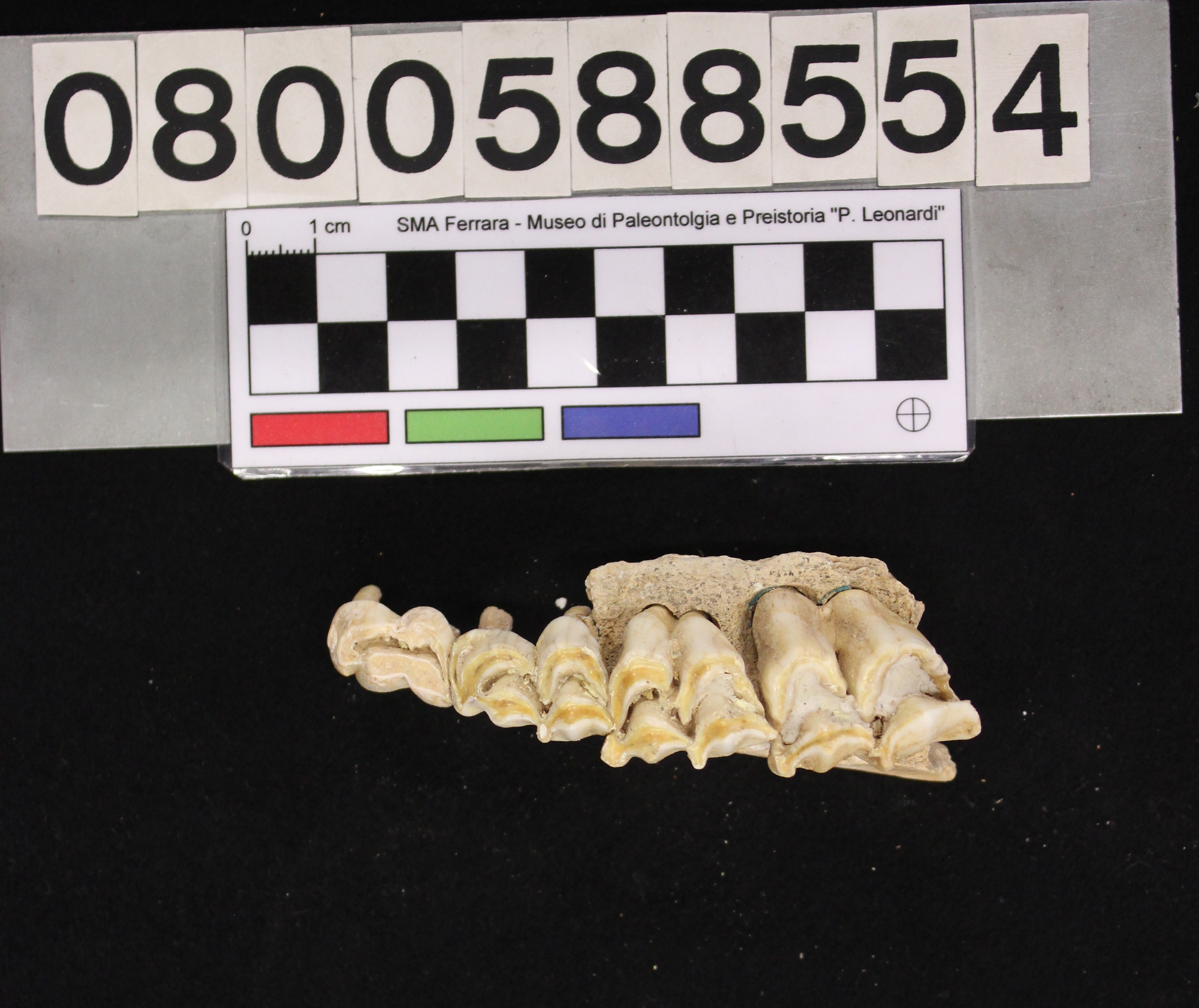 fossile (Megaloceros giganteus, mascellare, esemplare)