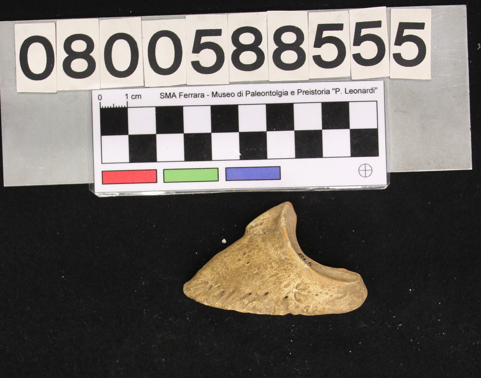 fossile (Megaloceros giganteus, III falange, esemplare)