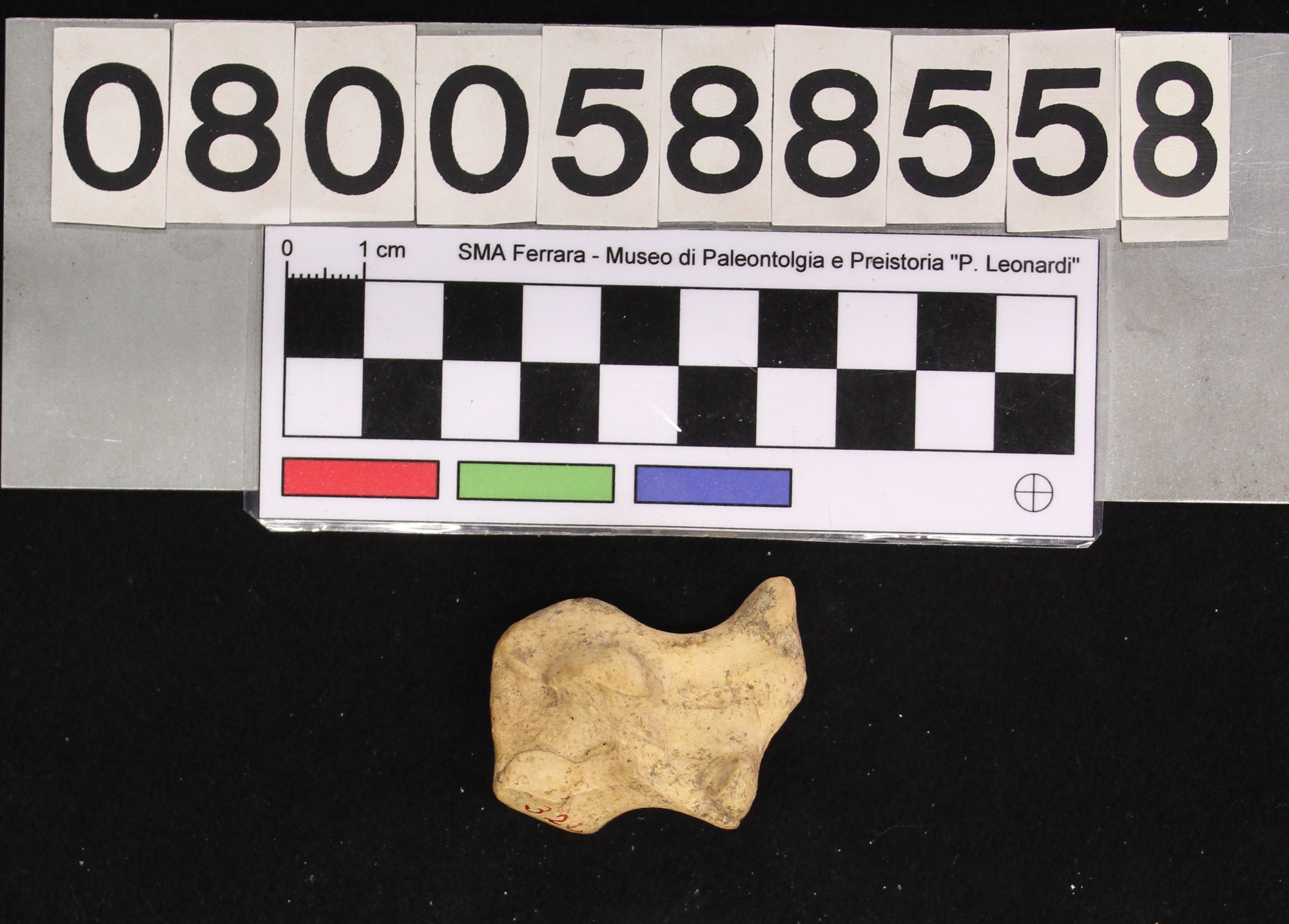 fossile (Megaloceros giganteus, scafoide, esemplare)