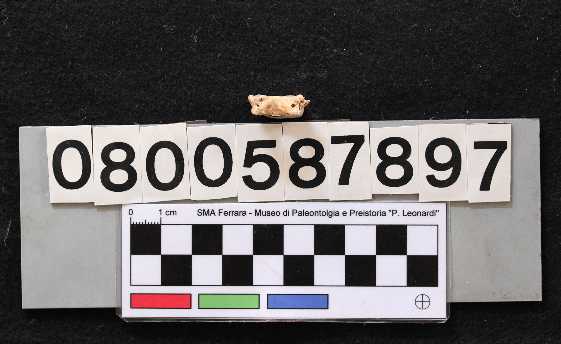 fossile (Leithia melitensis, atlante, esemplare)