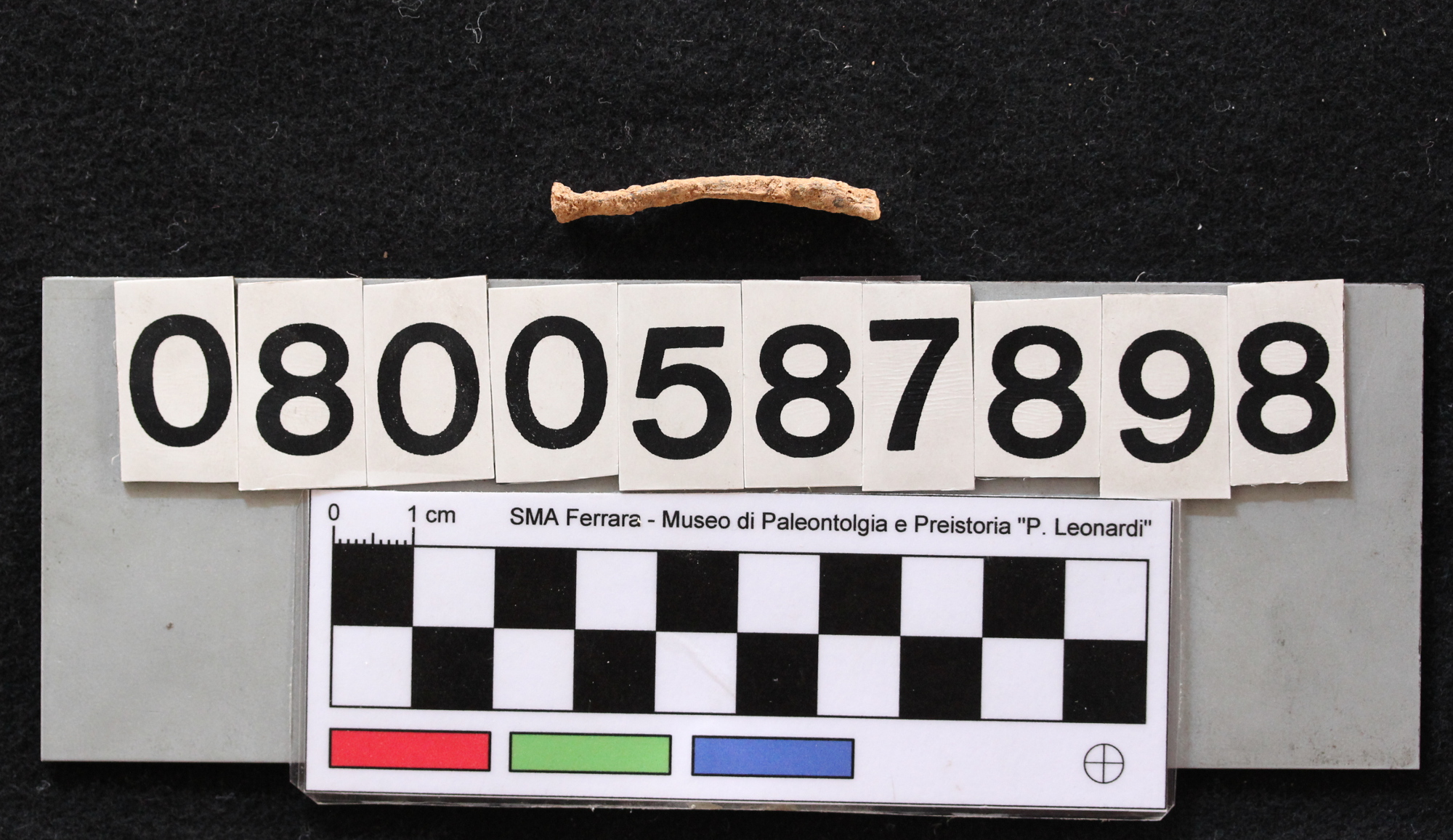 fossile (Leithia melitensis, radio, esemplare)