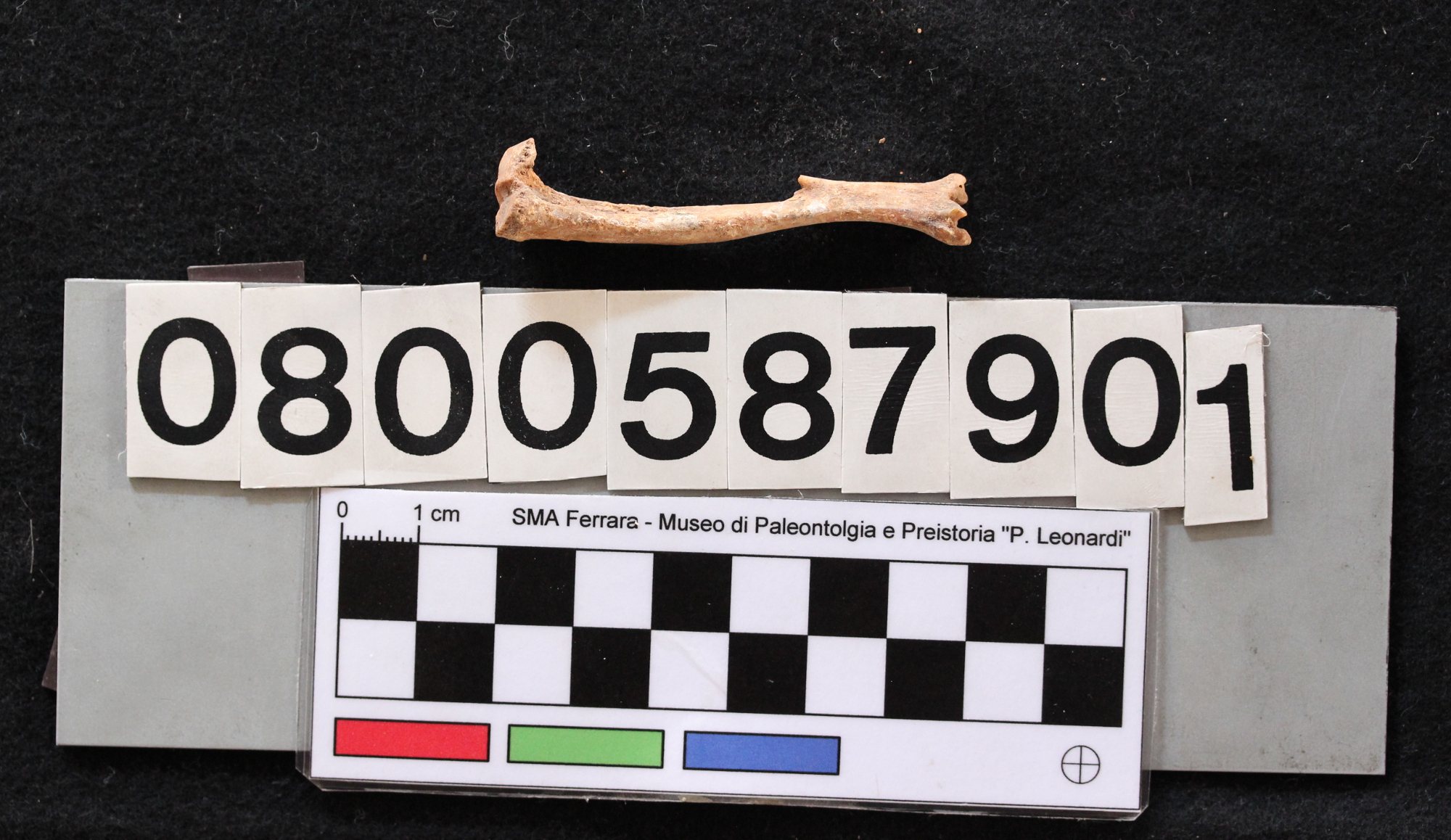 fossile (Leithia melitensis, tibia, esemplare)