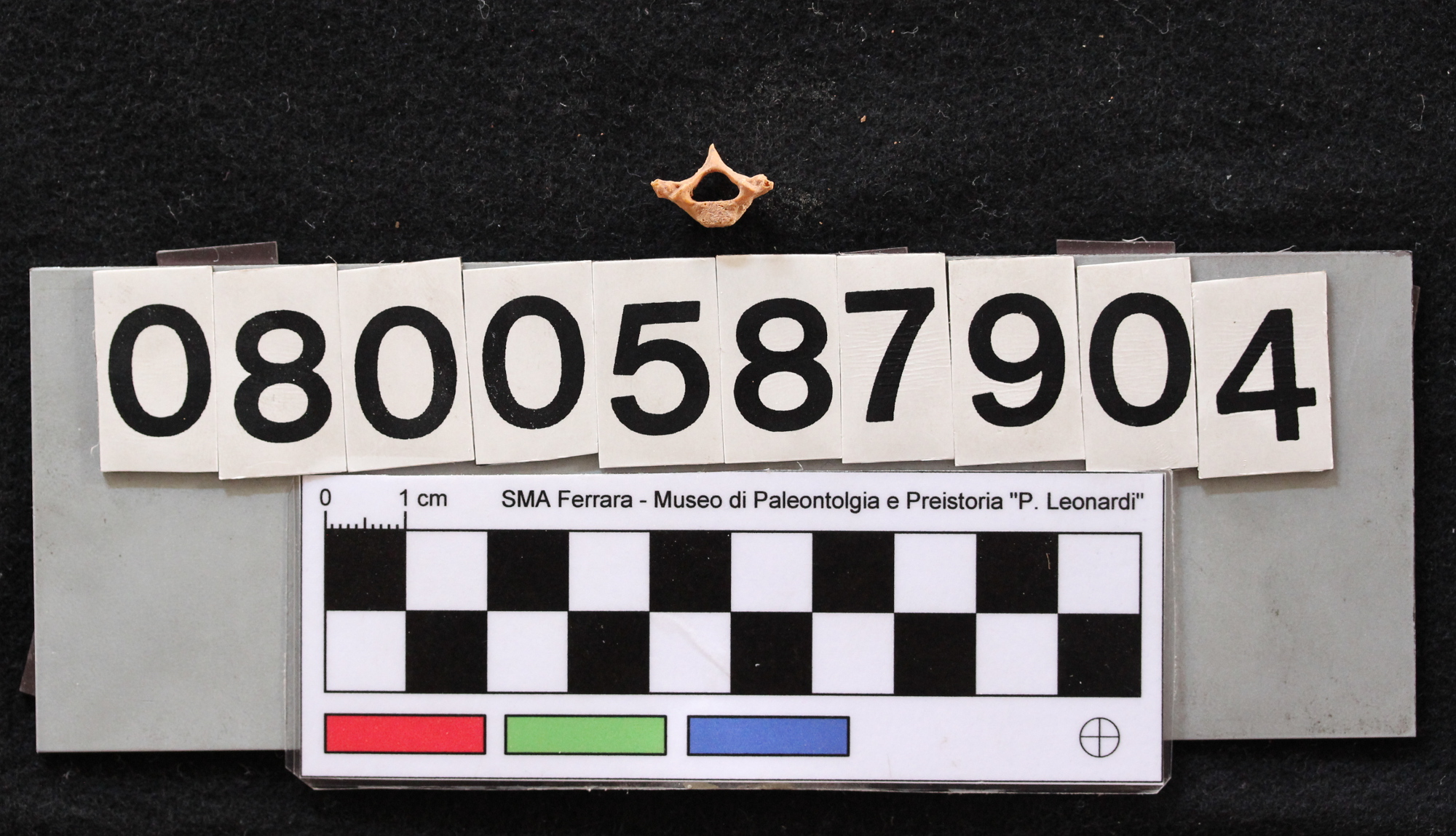 fossile (Leithia melitensis, vertebra, esemplare)