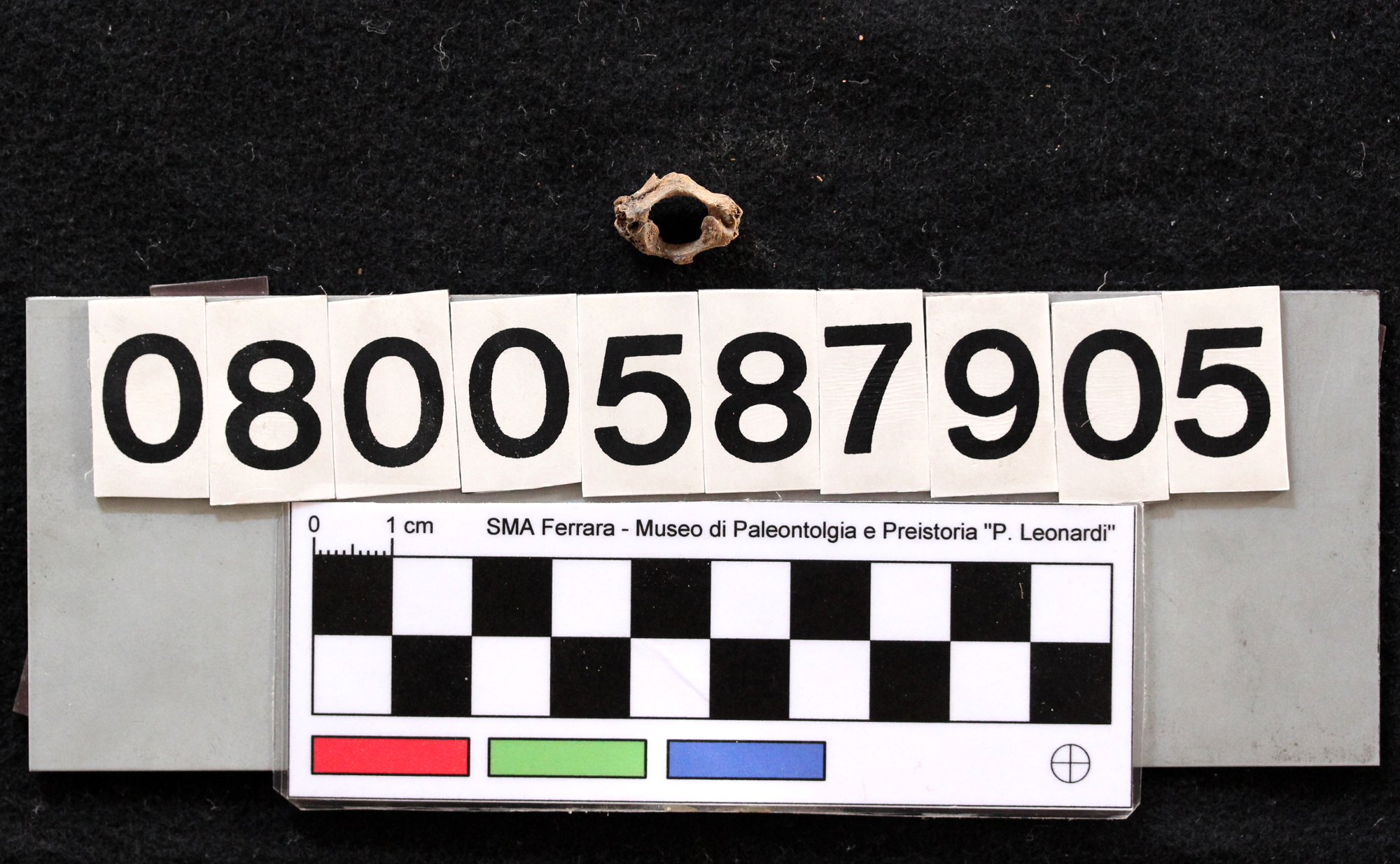 fossile (Leithia melitensis, atlante, esemplare)