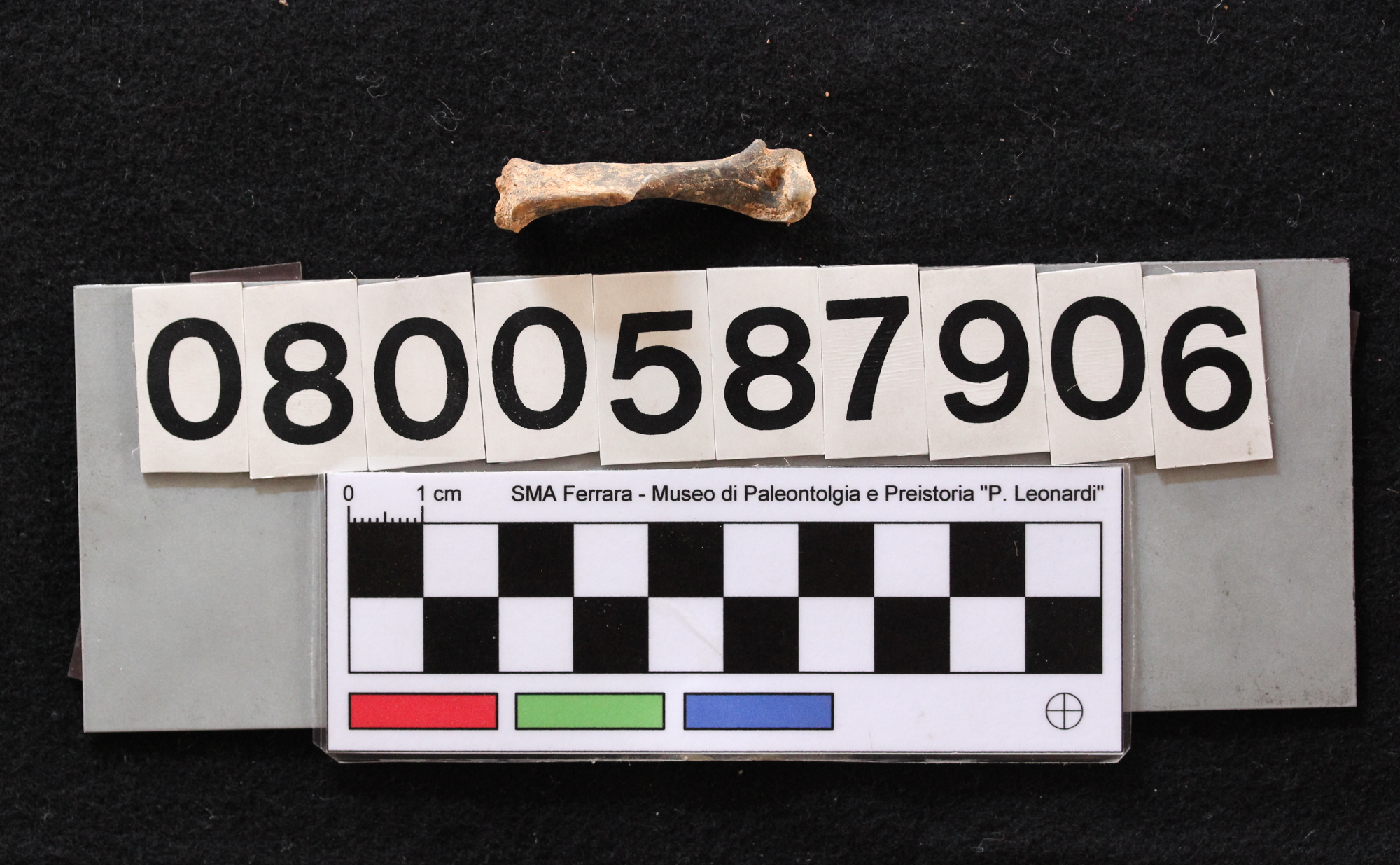 fossile (Leithia melitensis, omero, esemplare)