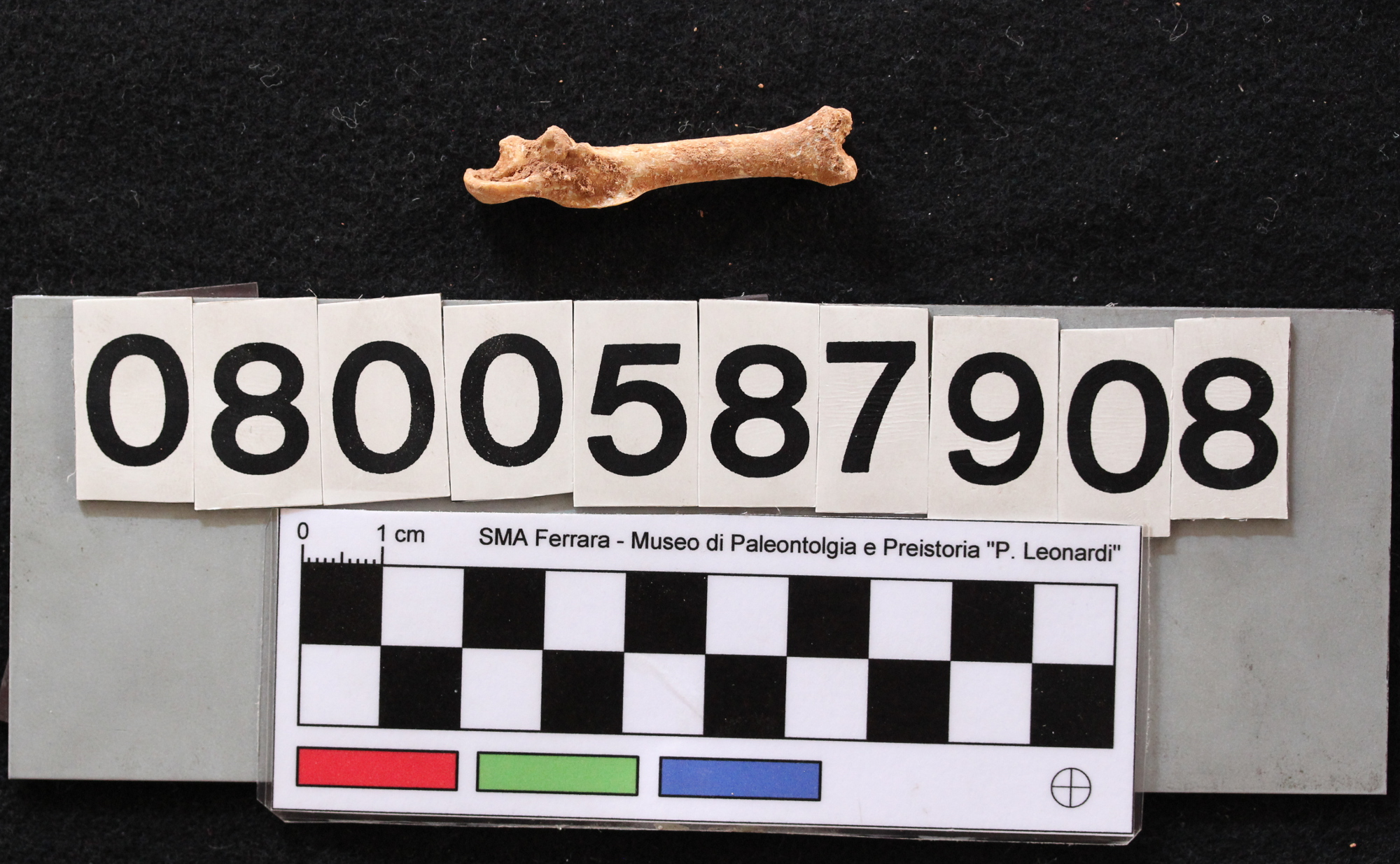 fossile (Leithia melitensis, femore, esemplare)