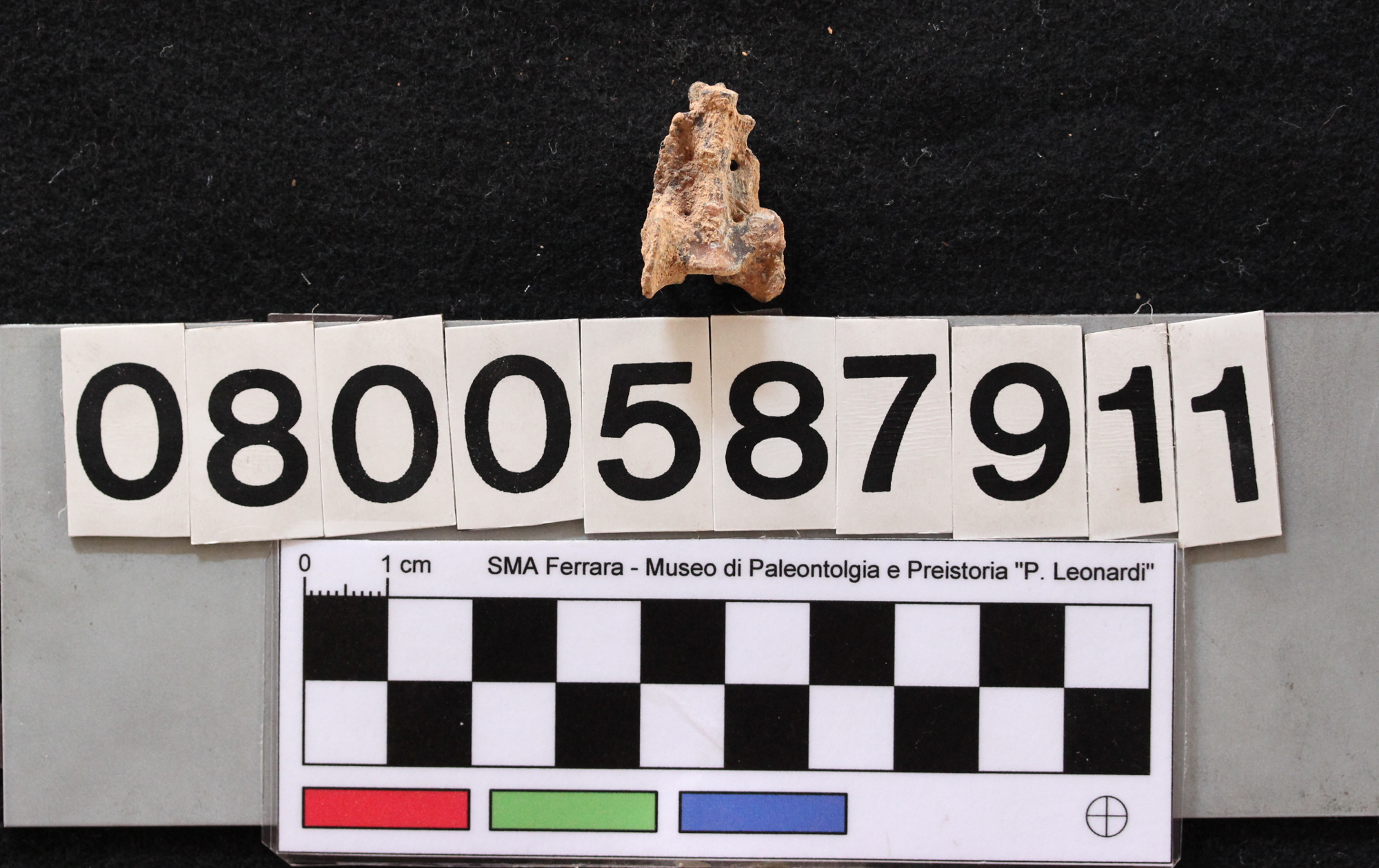 fossile (Leithia melitensis, osso sacro, esemplare)