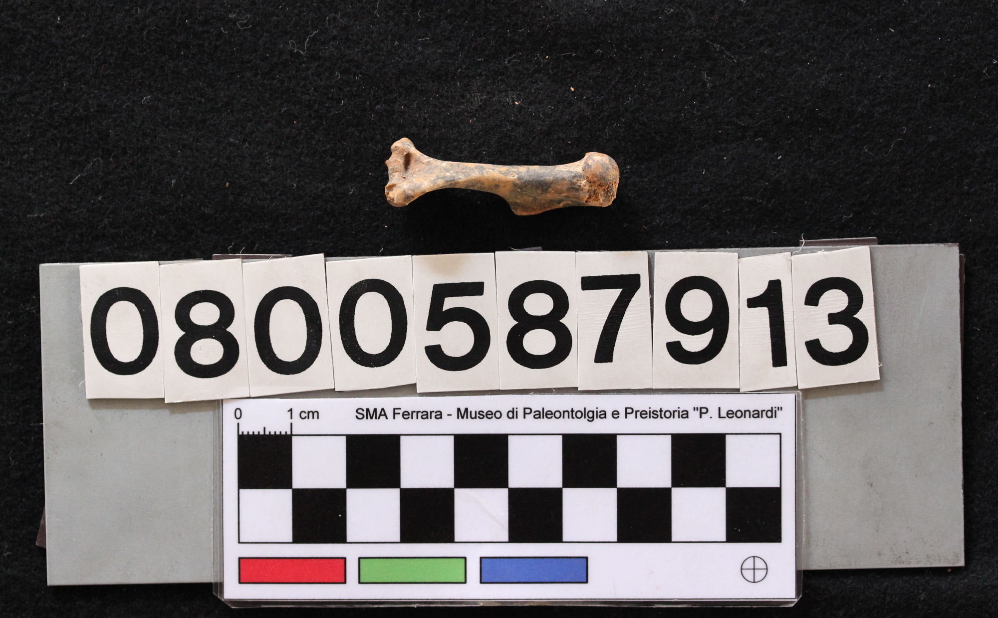 fossile (Leithia melitensis, omero, esemplare)