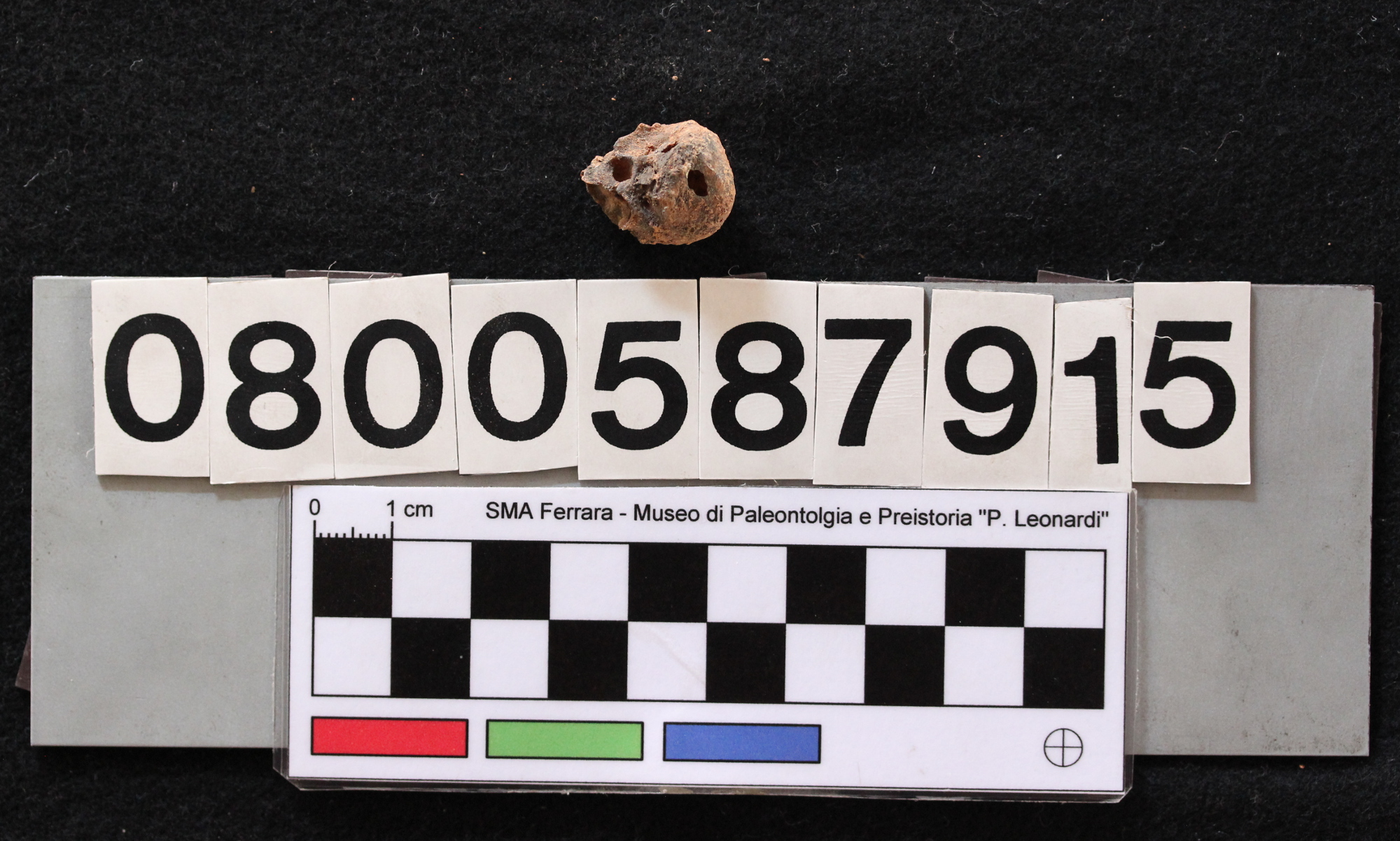 fossile (Leithia melitensis, bulla timpanica, esemplare)