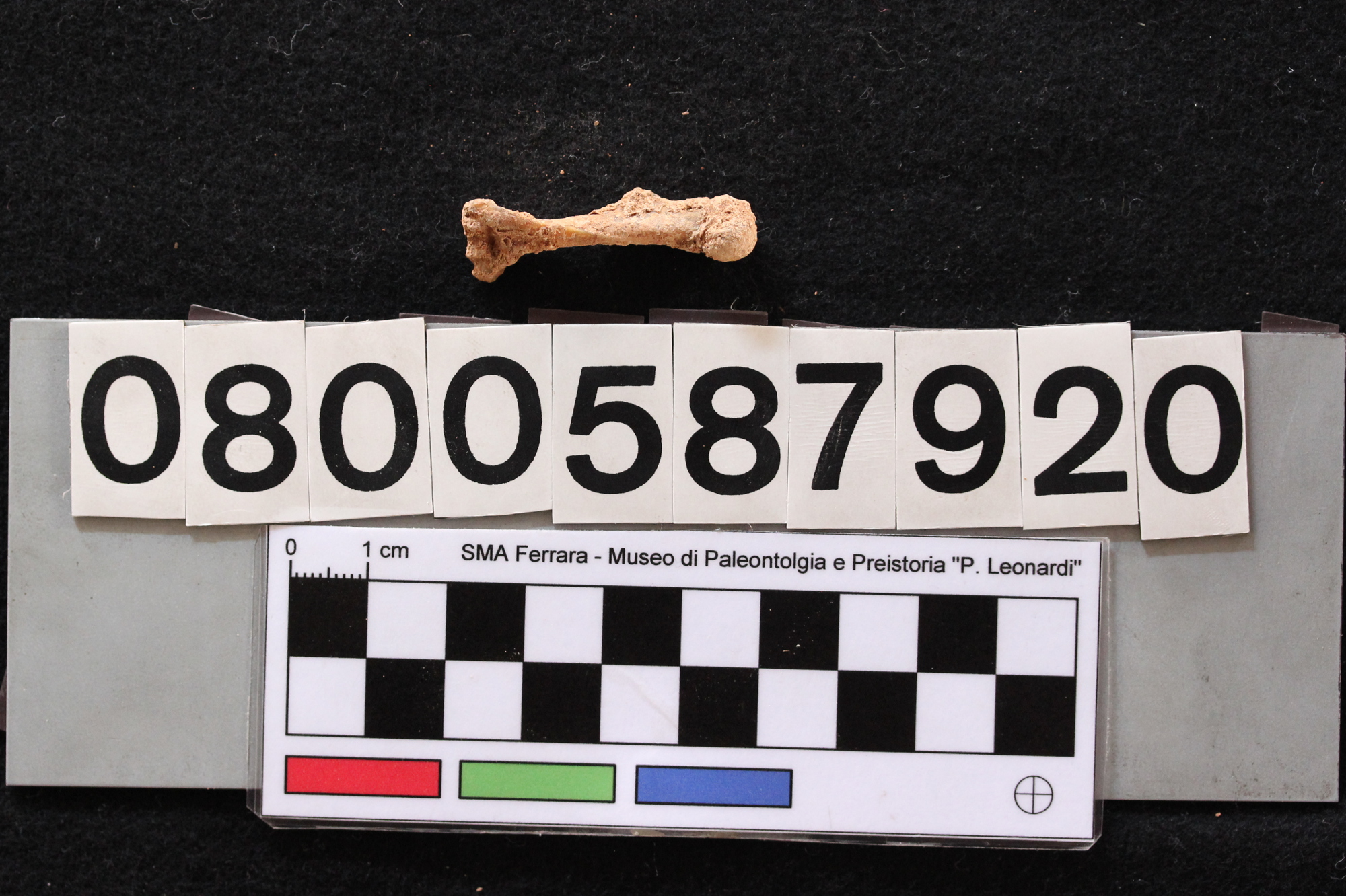 fossile (Leithia melitensis, omero, esemplare)