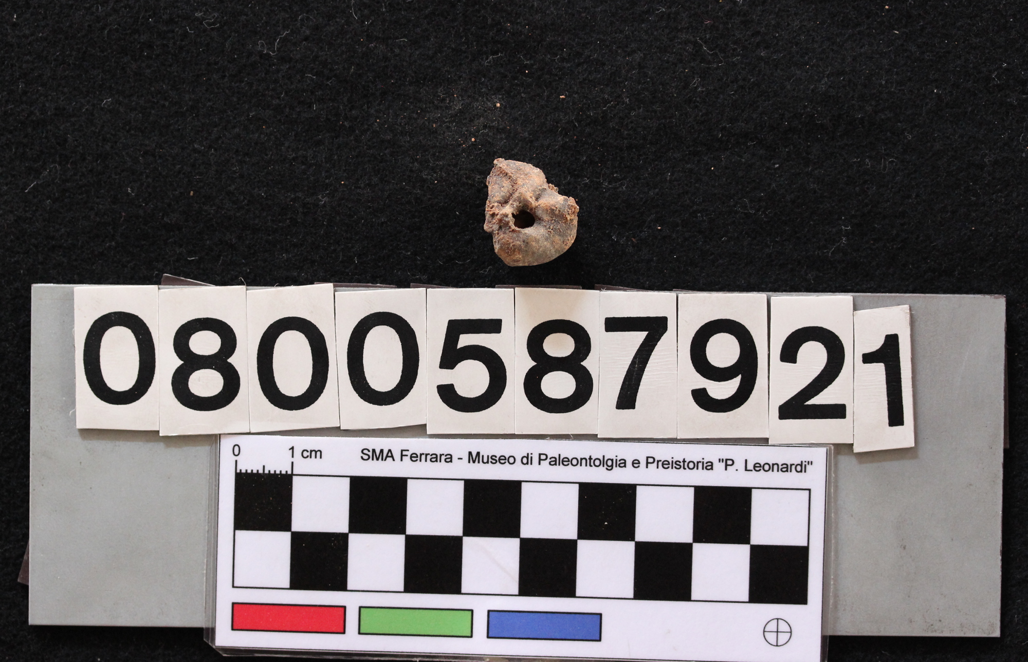 fossile (Leithia melitensis, bulla timpanica, esemplare)