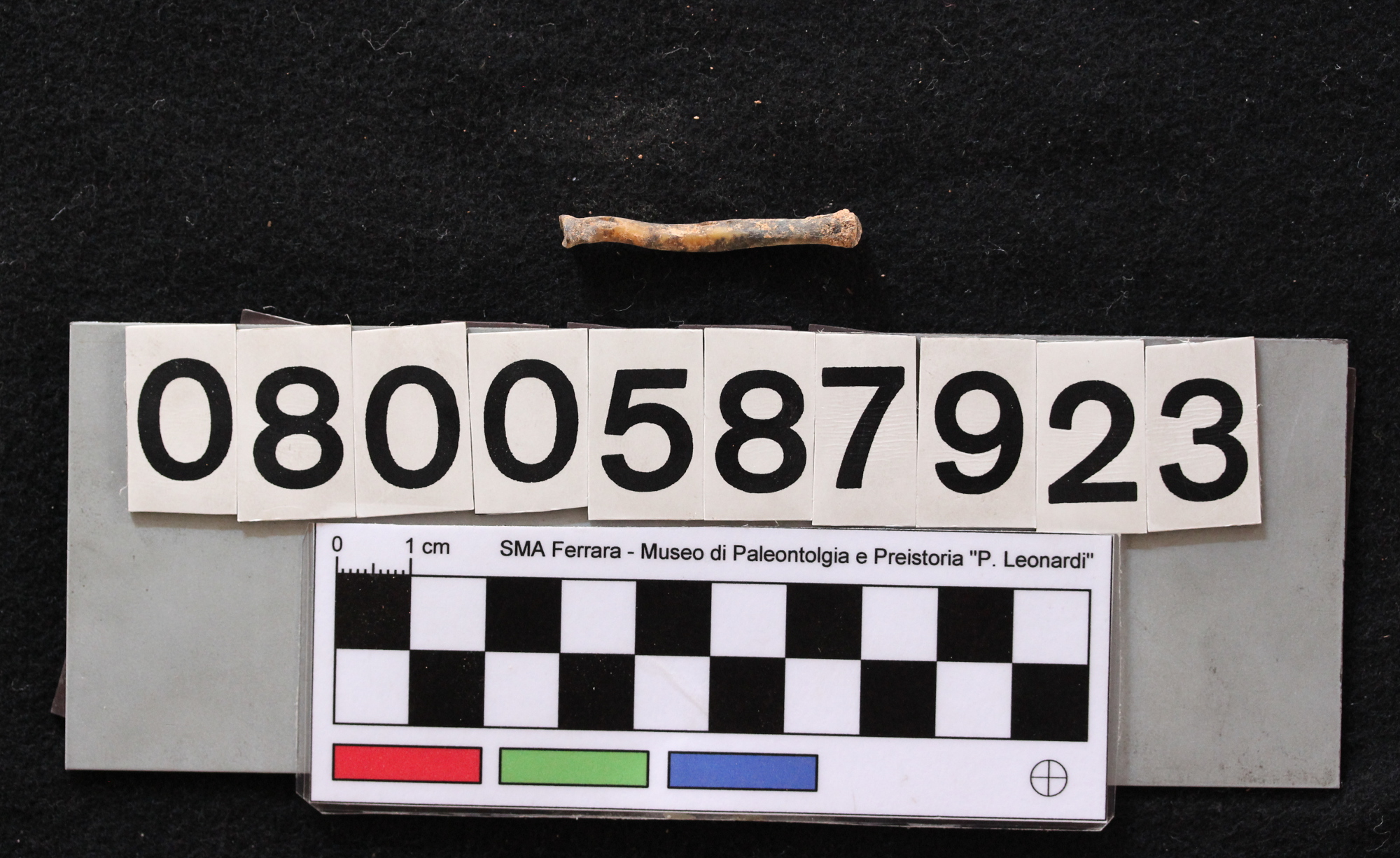 fossile (Leithia melitensis, radio, esemplare)