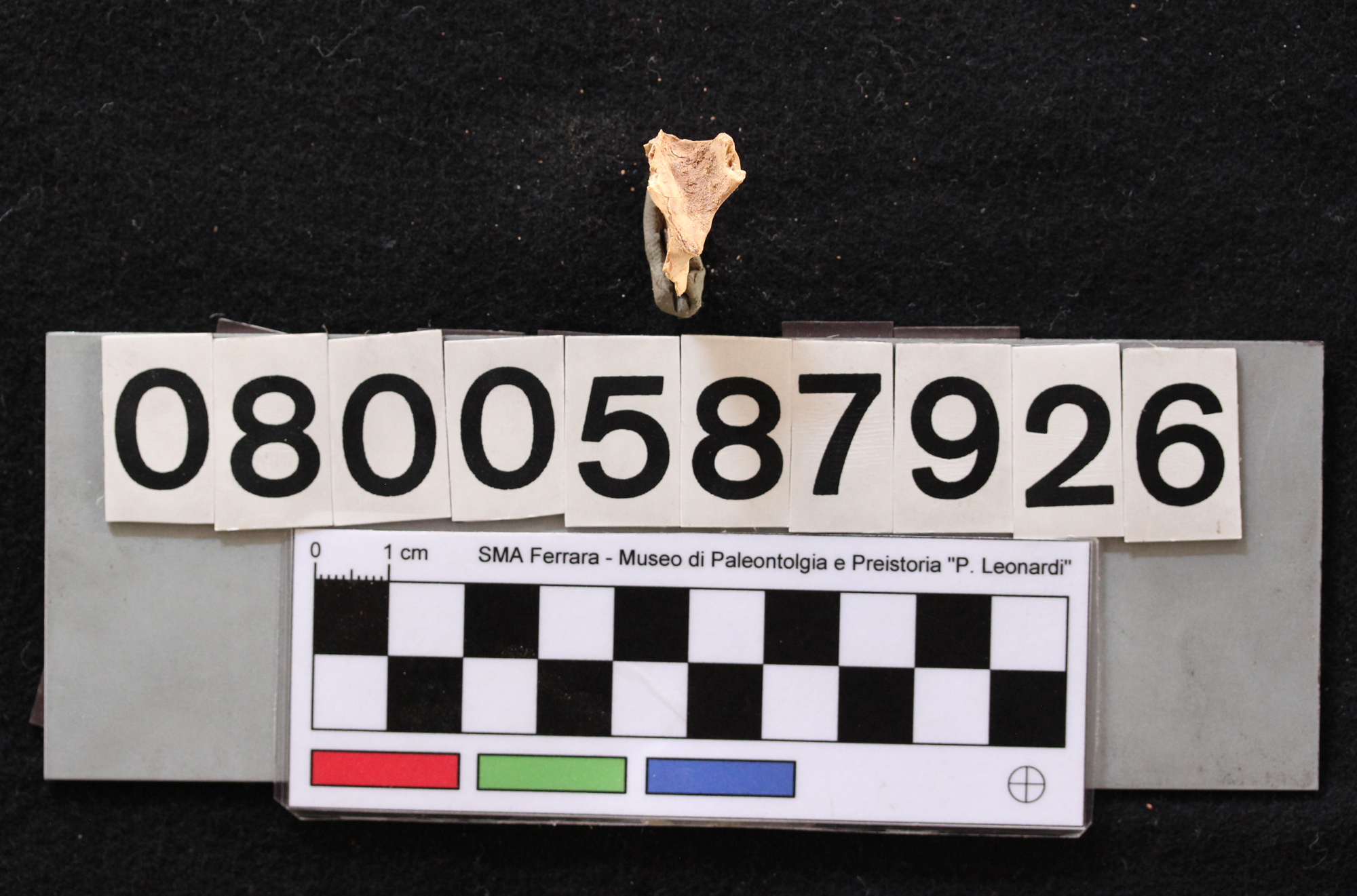 fossile (Leithia melitensis, osso parietale, esemplare)