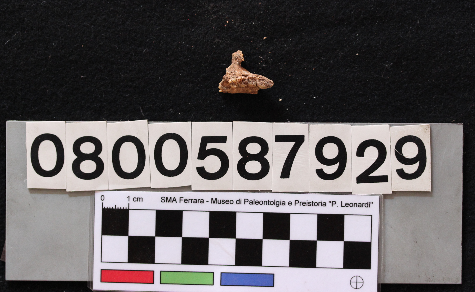 fossile (Leithia melitensis, palato, esemplare)