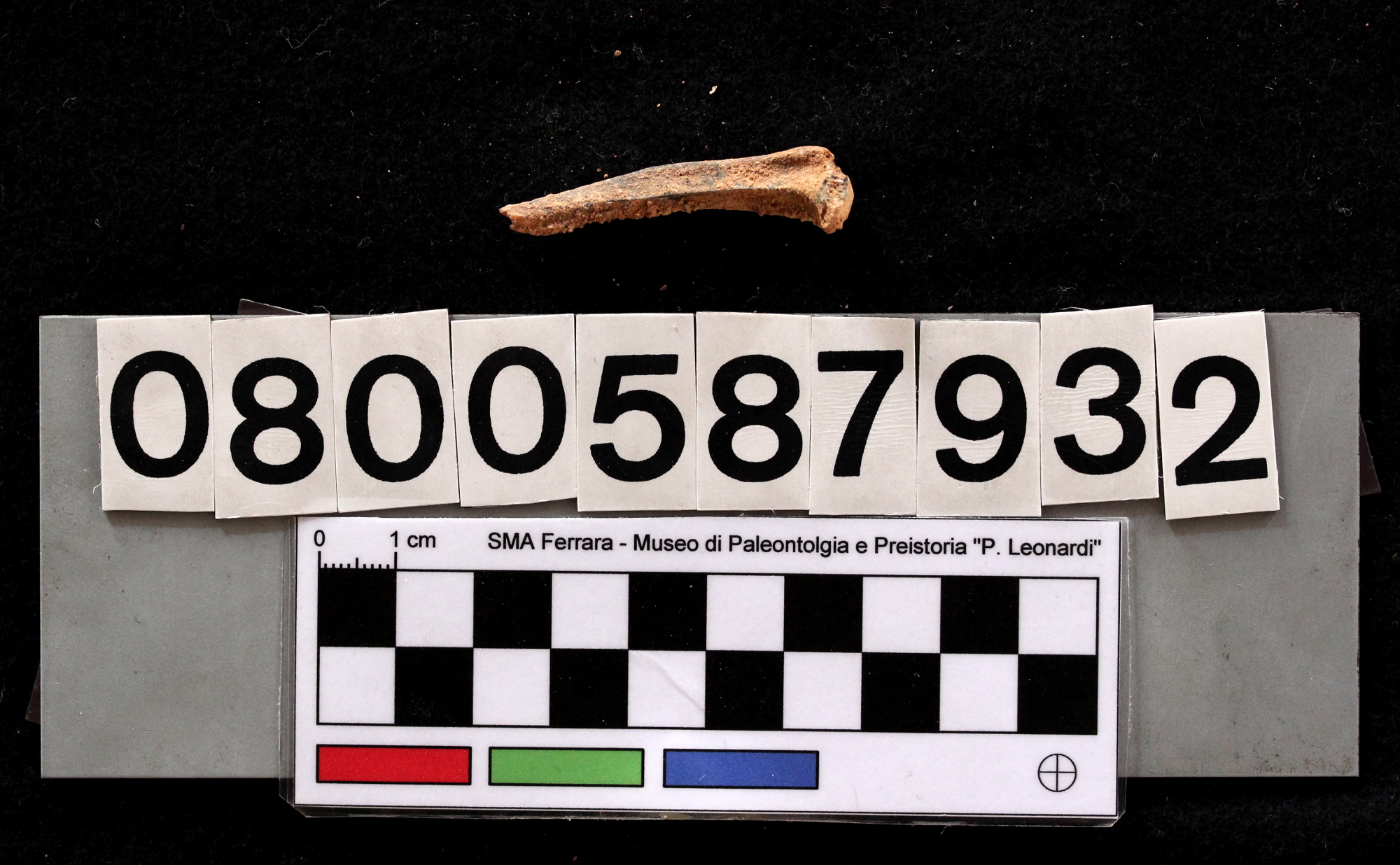 fossile (Leithia melitensis, tibia, esemplare)