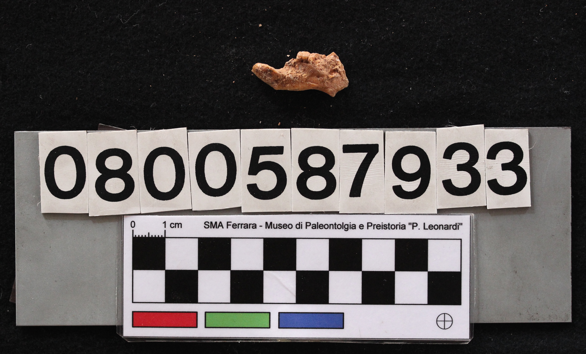 fossile (Leithia melitensis, mandibola, esemplare)