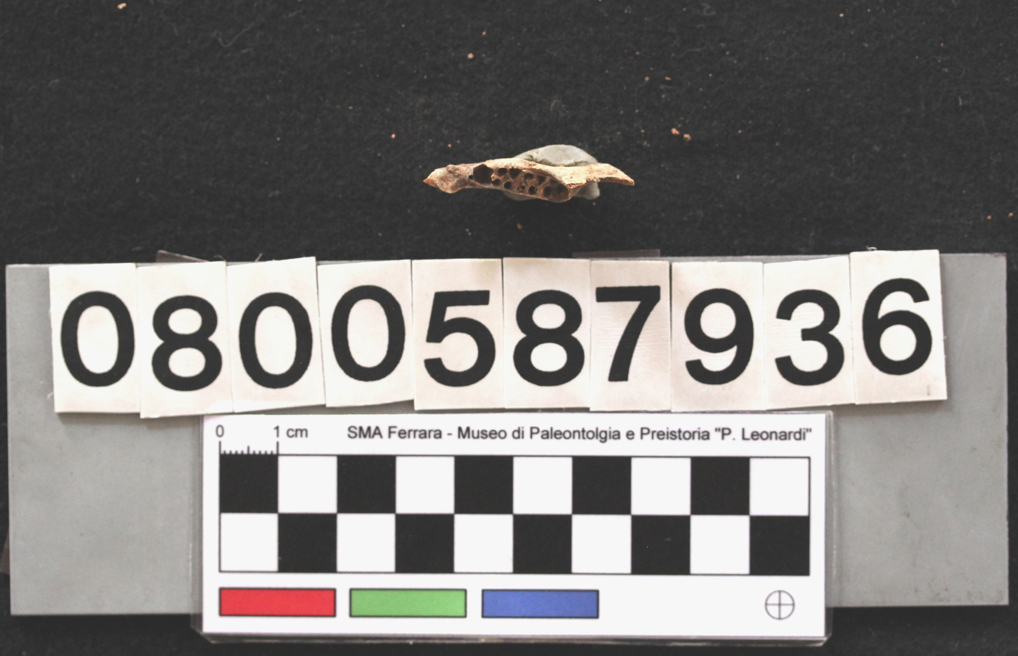 fossile (Leithia melitensis, mandibola, esemplare)