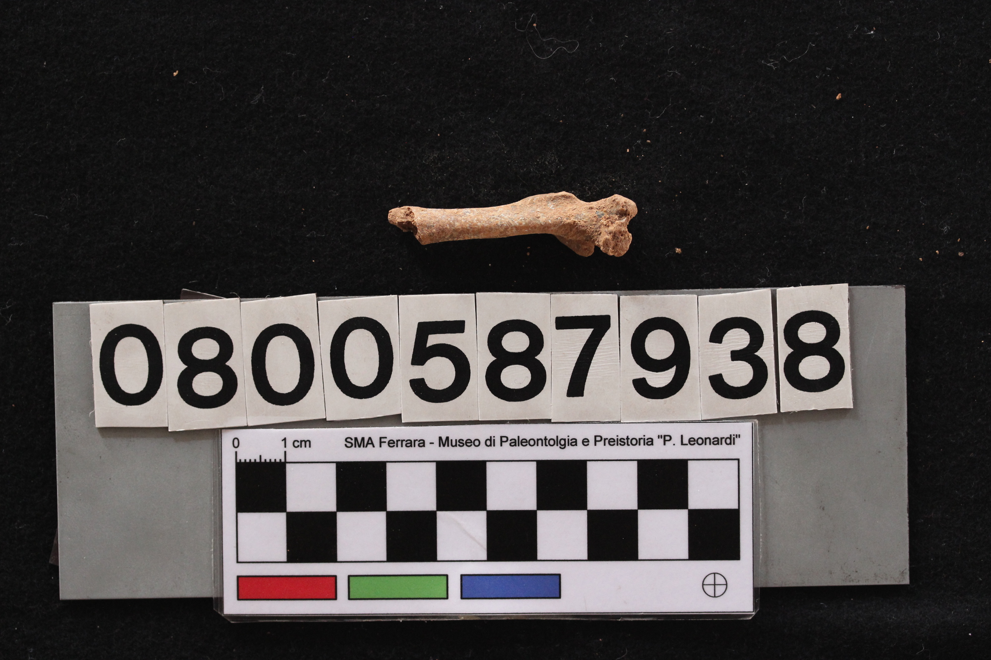 fossile (Leithia melitensis, femore, esemplare)