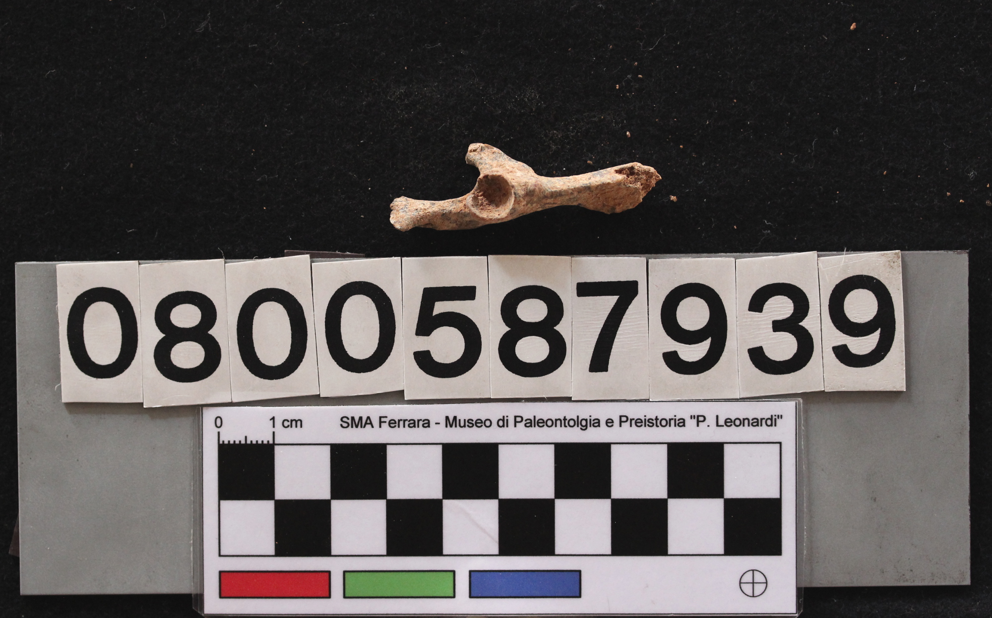 fossile (Leithia melitensis, coxale, esemplare)