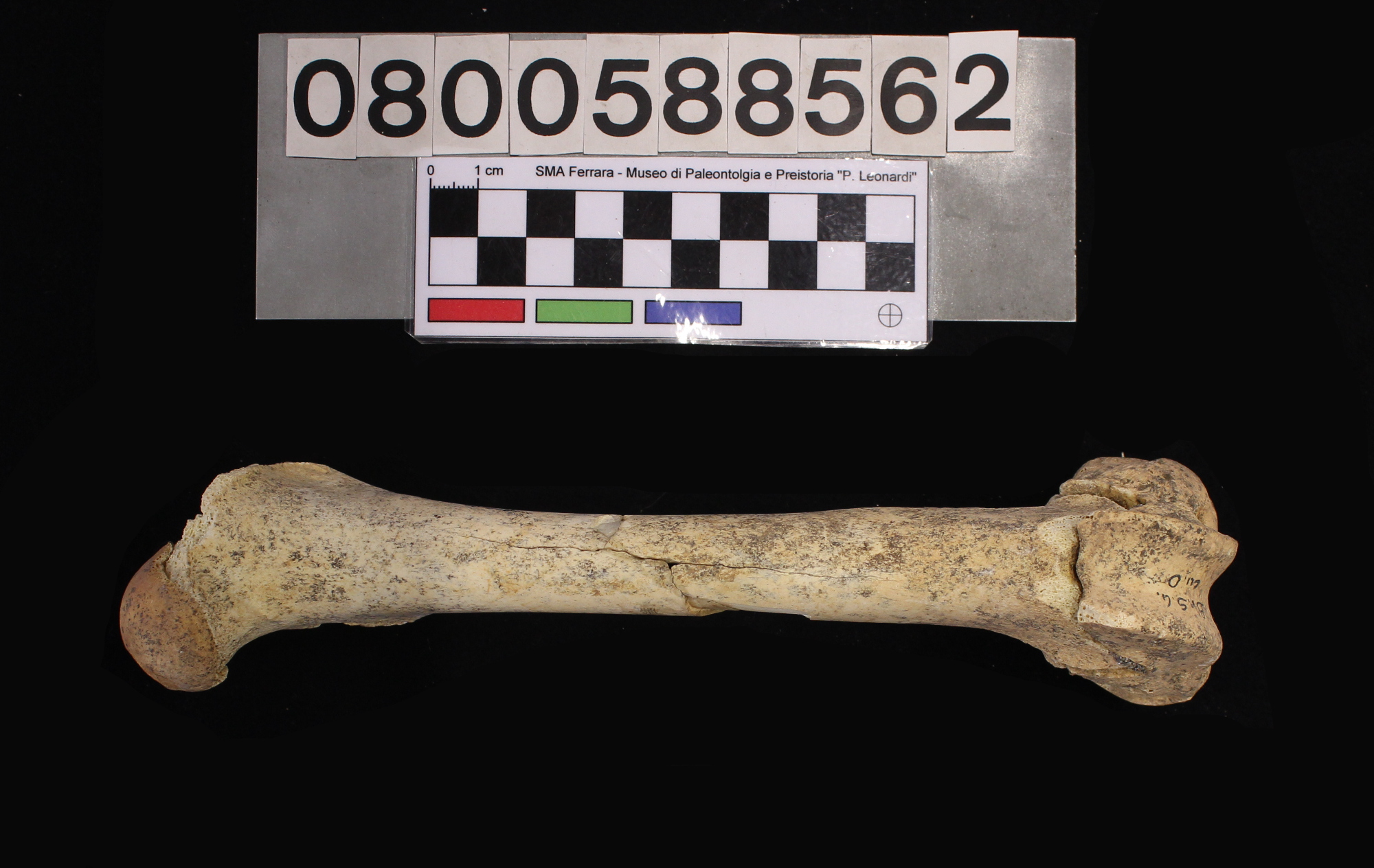 fossile (Capra ibex, femore, esemplare)