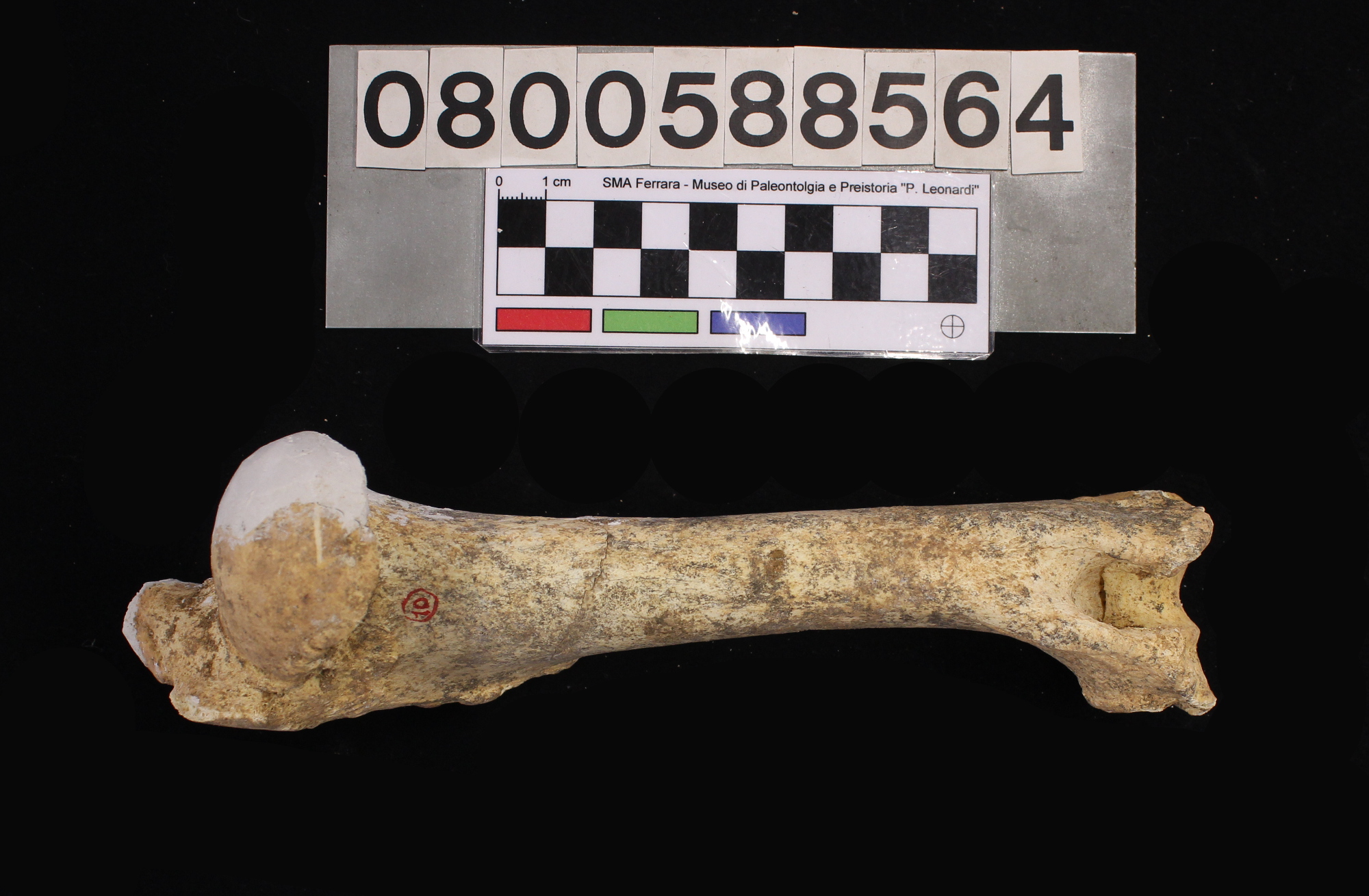 fossile (Capra ibex, omero, esemplare)