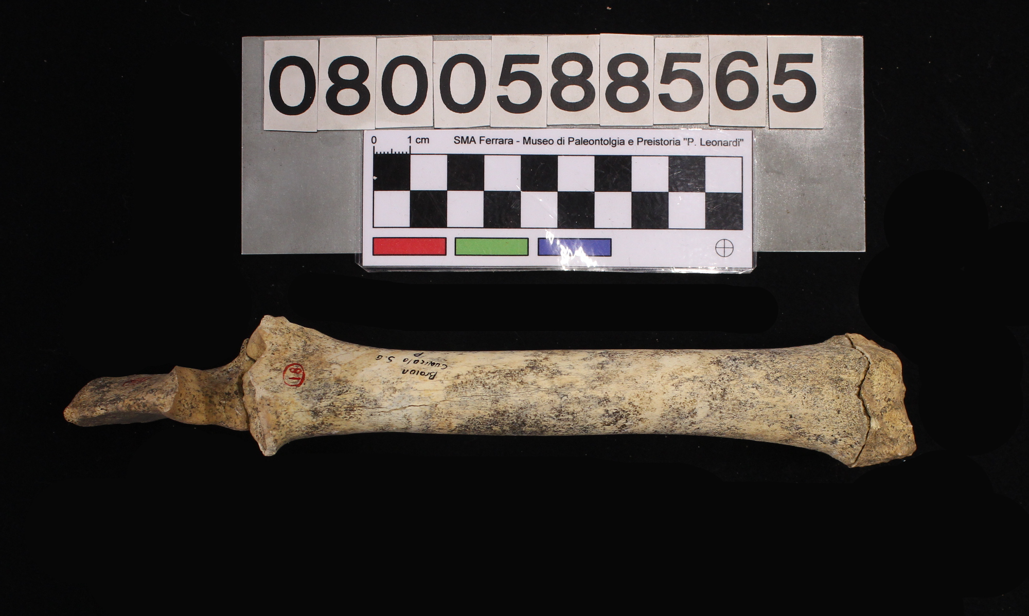 fossile (Capra ibex, radio-ulna, esemplare)