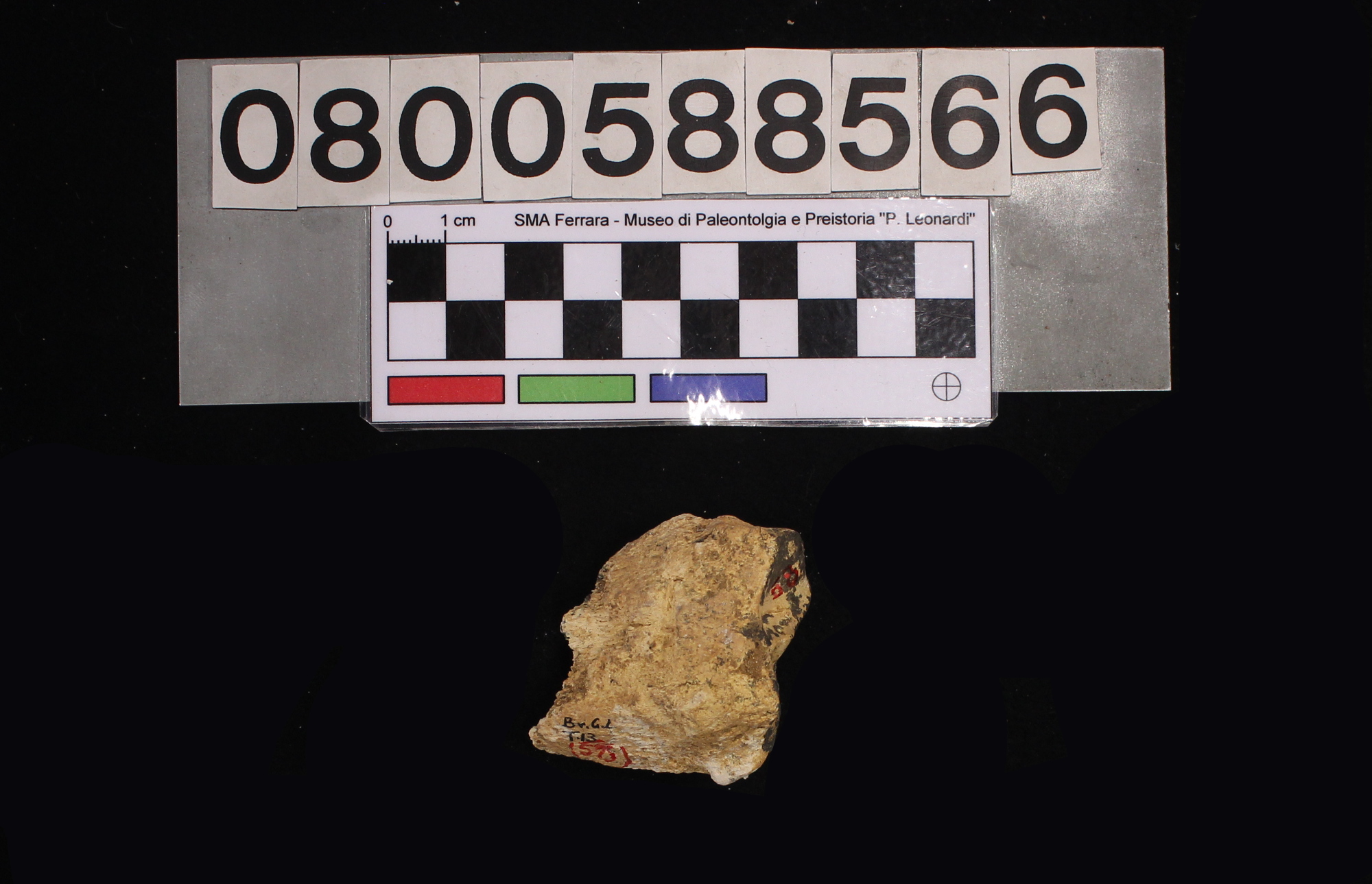 fossile (Capra ibex, radio, esemplare)