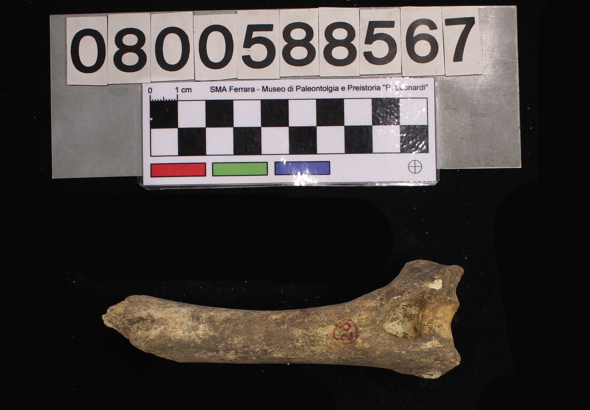 fossile (Capra ibex, omero, esemplare)