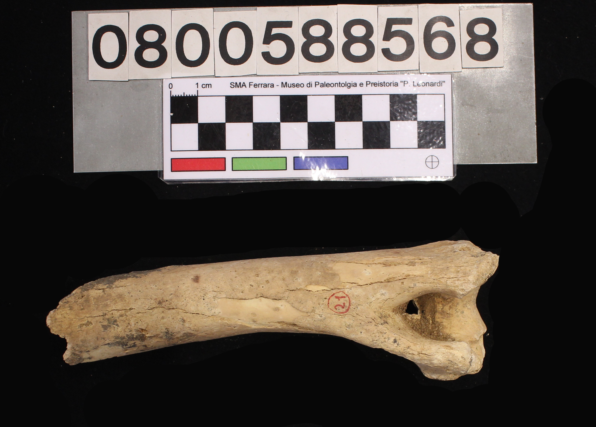 fossile (Capra ibex, omero, esemplare)
