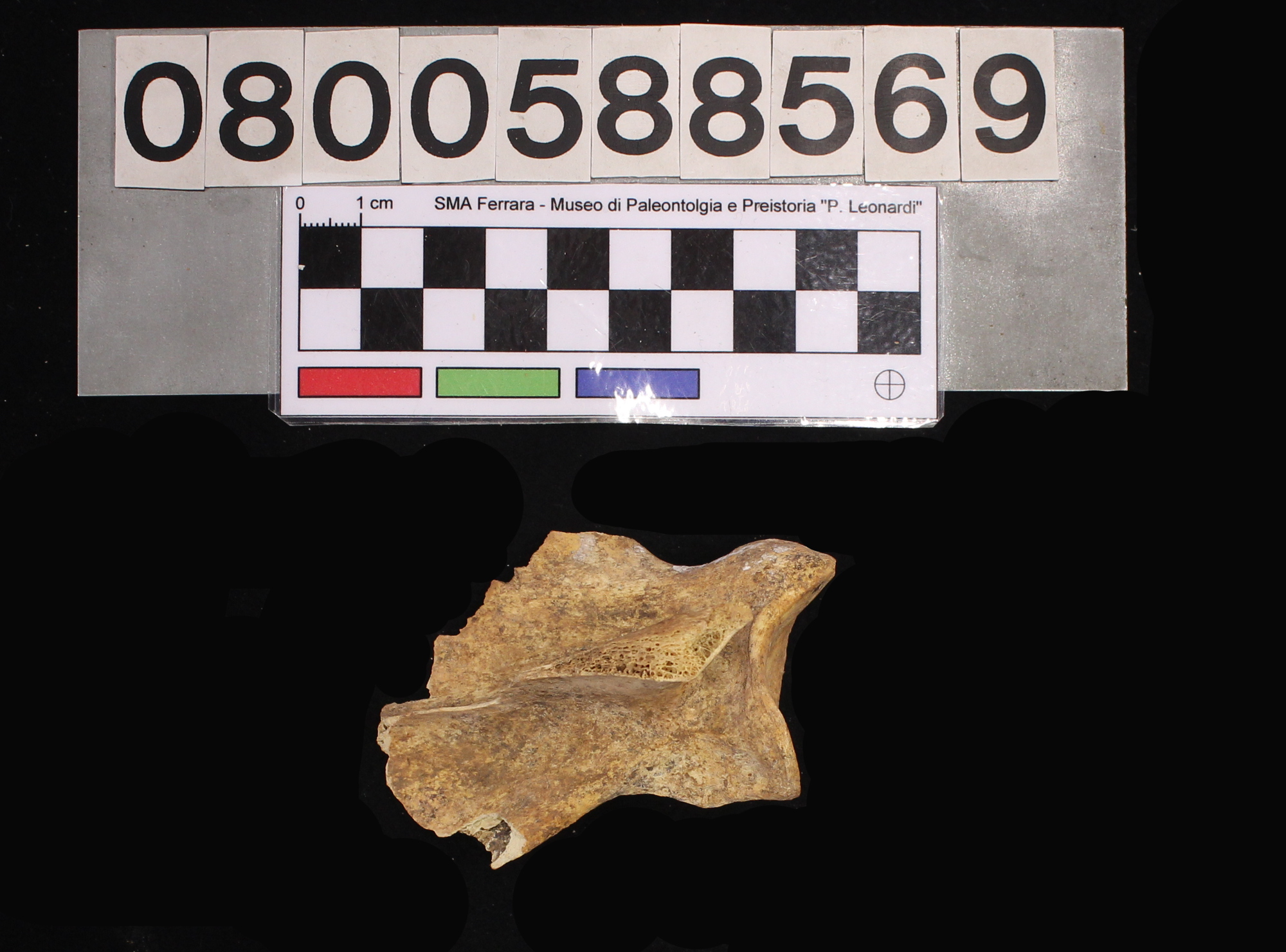 fossile (Canis lupus, scapola, esemplare)