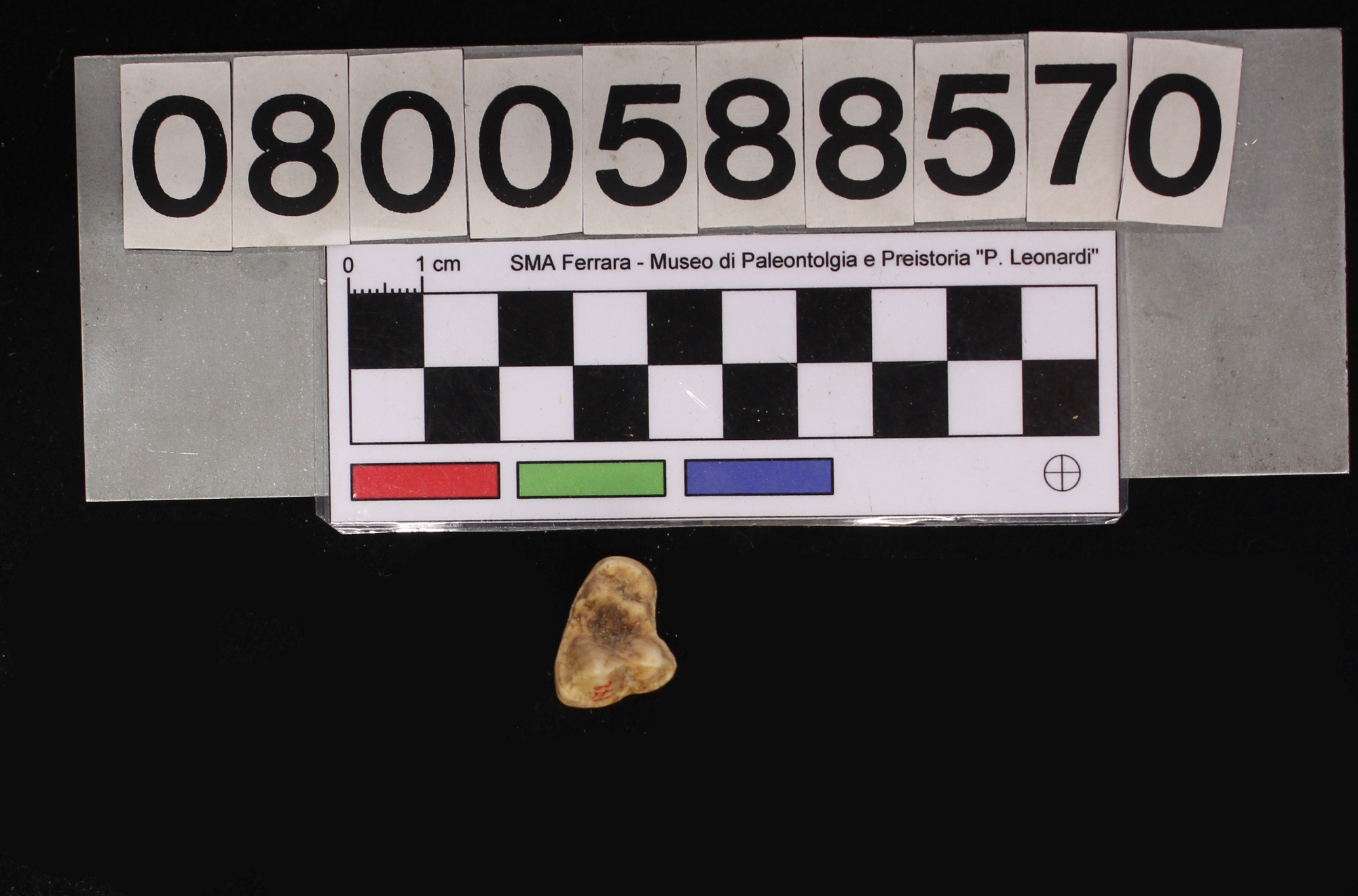 fossile (Canis lupus, dente, esemplare)