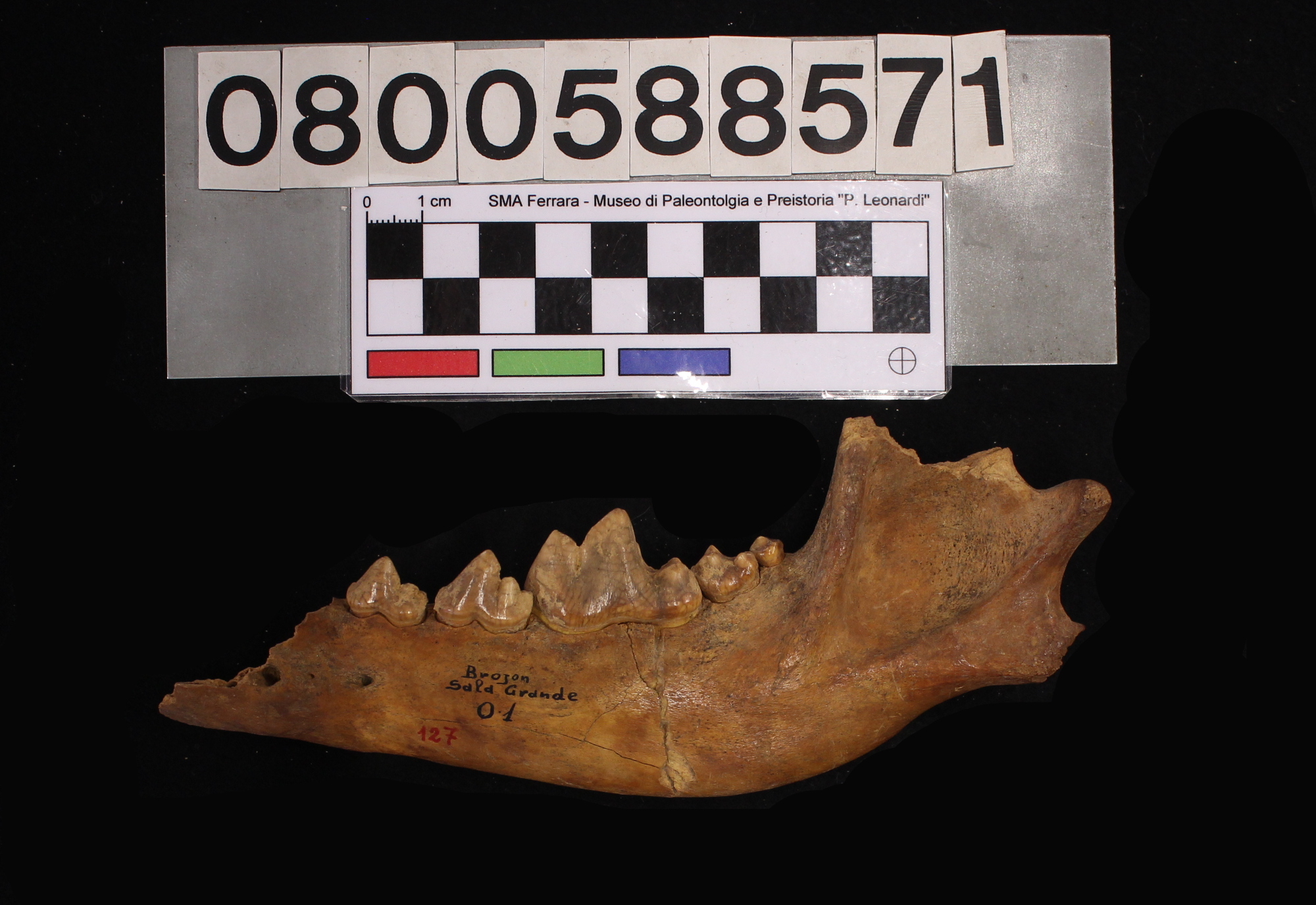 fossile (Canis lupus, emimandibola, esemplare)