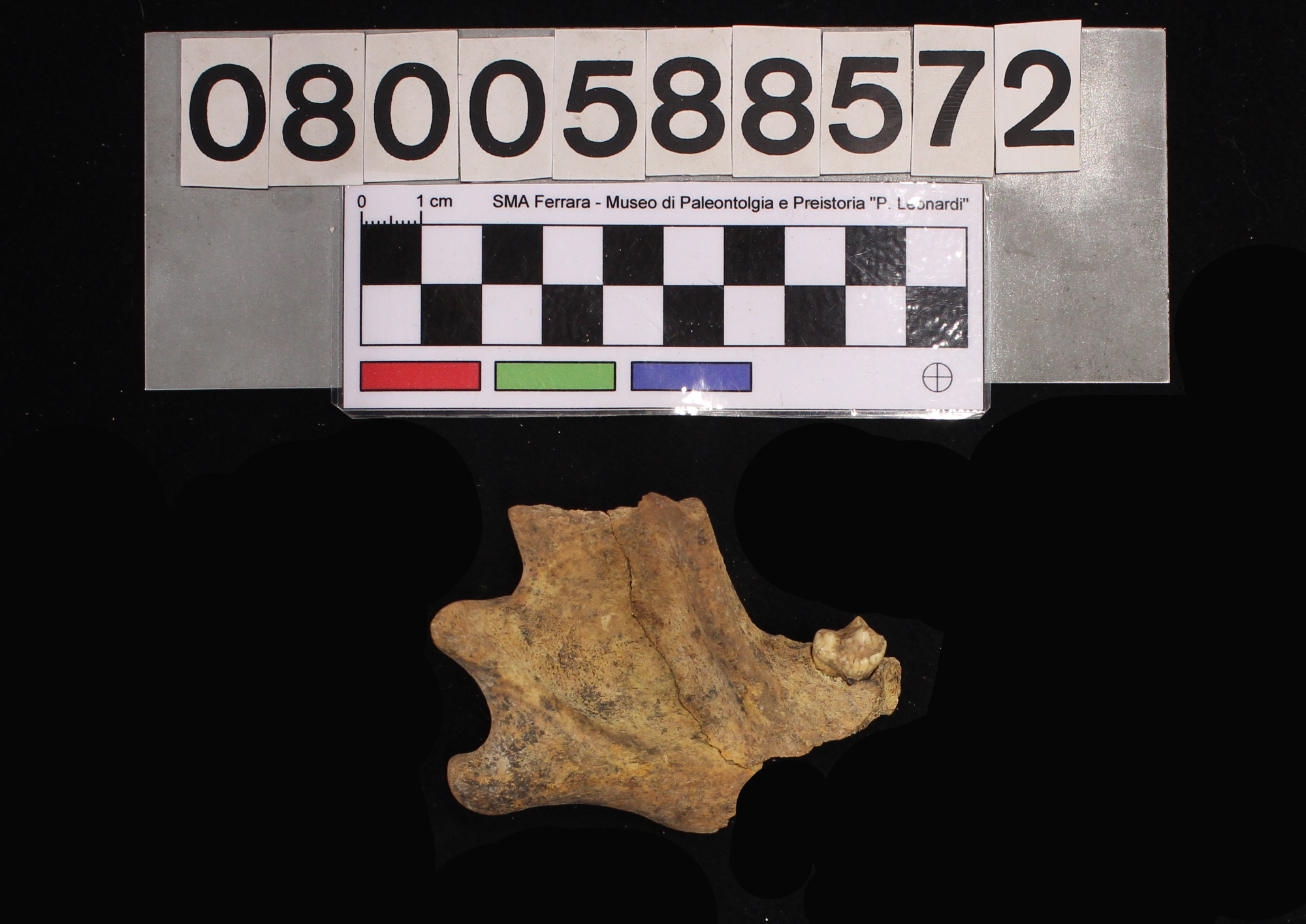 fossile (Canis lupus, emimandibola, esemplare)