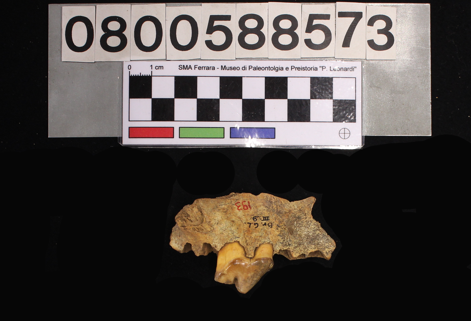 fossile (Canis lupus, mascellare, esemplare)