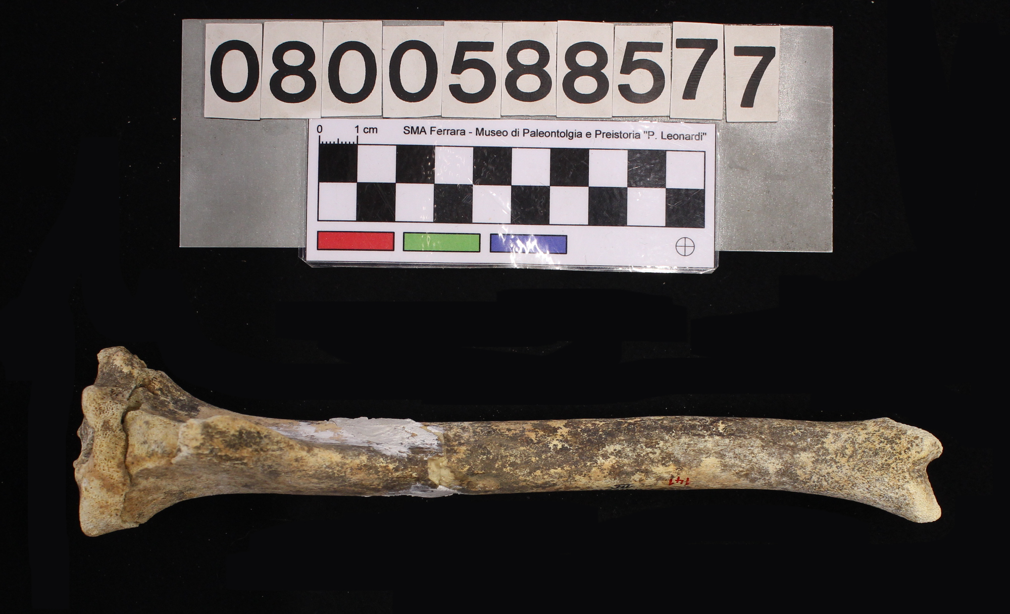 fossile (Canis lupus, tibia, esemplare)