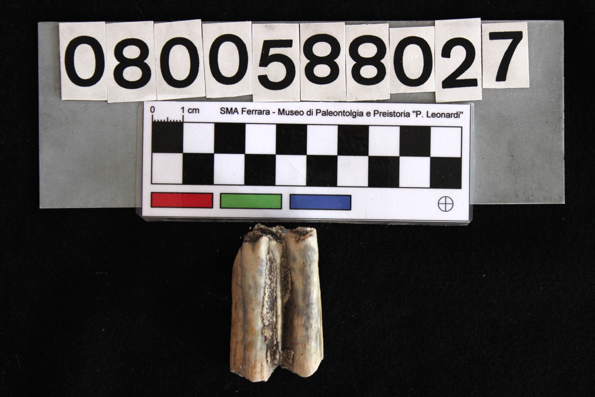 fossile (Bos sp., dente, esemplare)