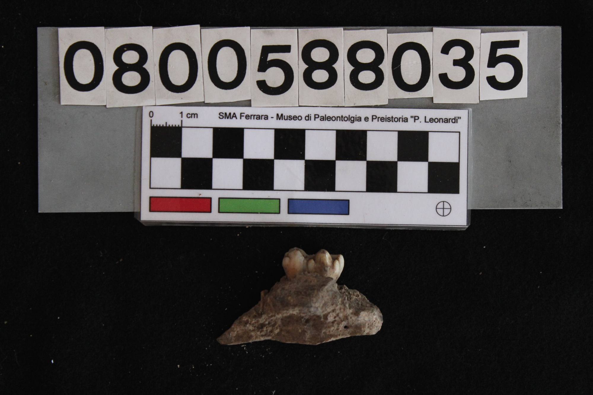 fossile (Sus scrofa, mandibola, esemplare)