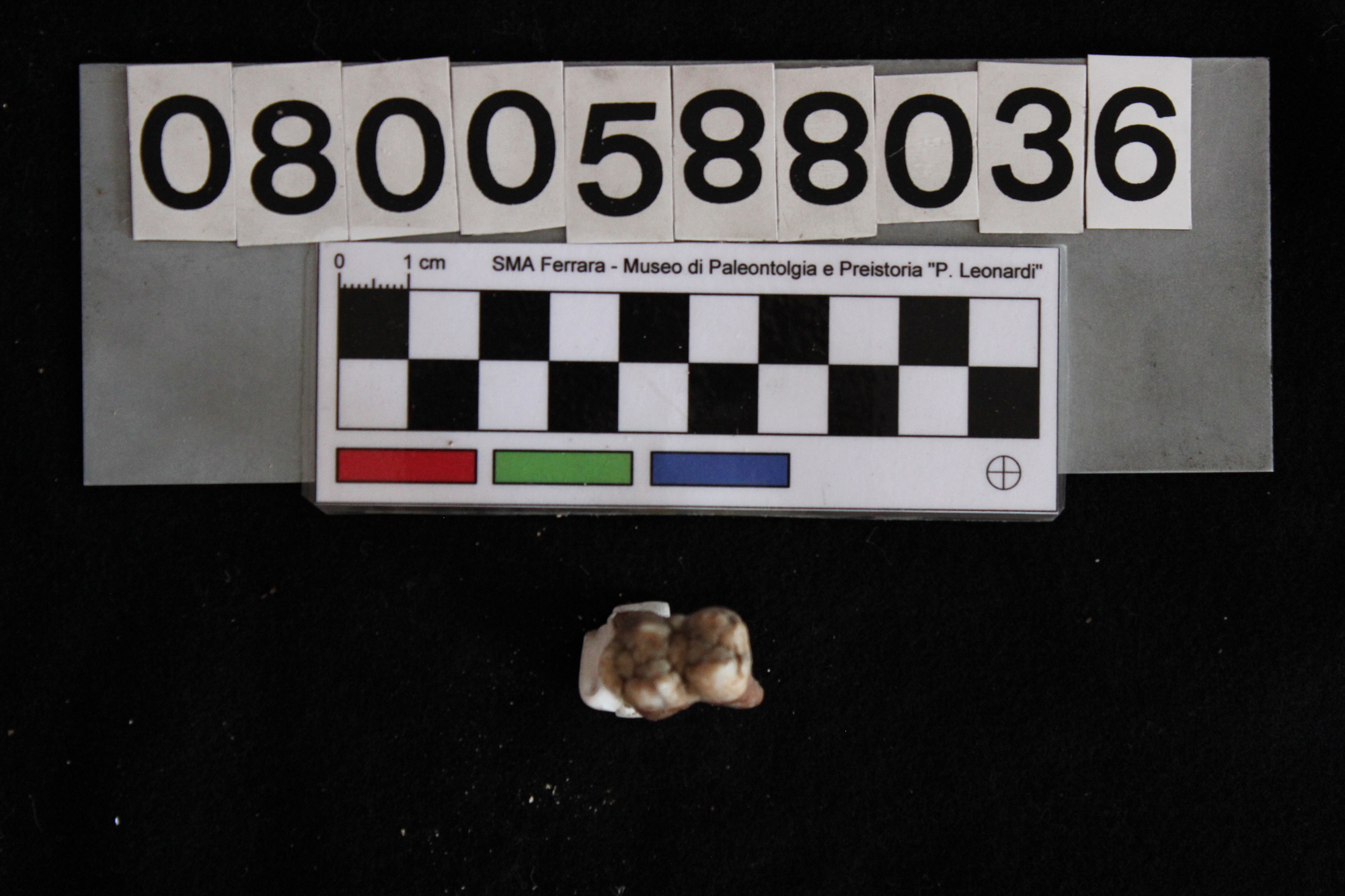 fossile (Sus scrofa, dente, esemplare)