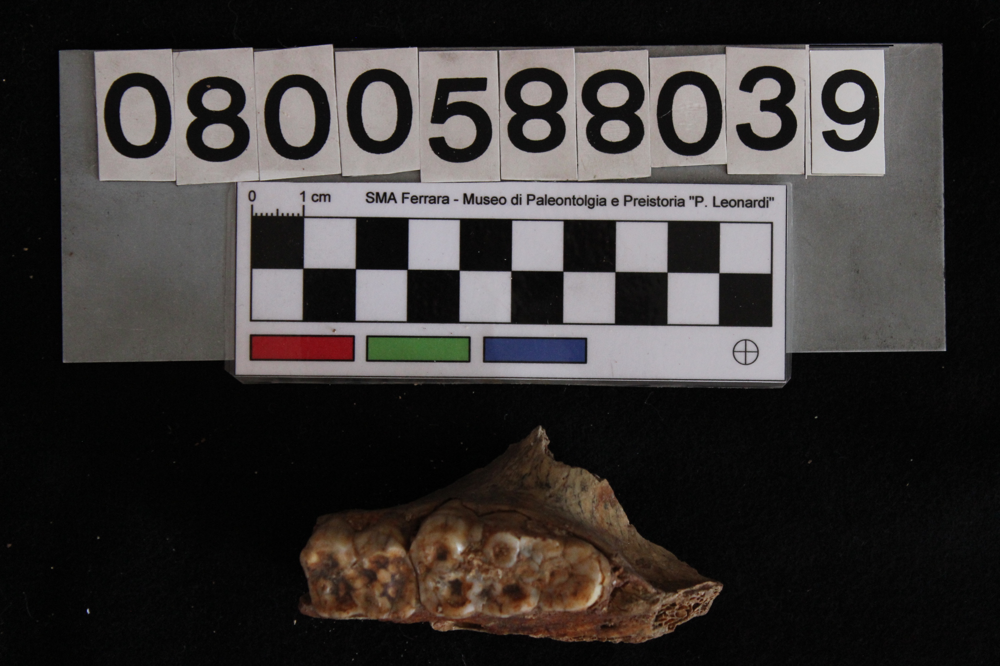 fossile (Sus scrofa, mascellare, esemplare)