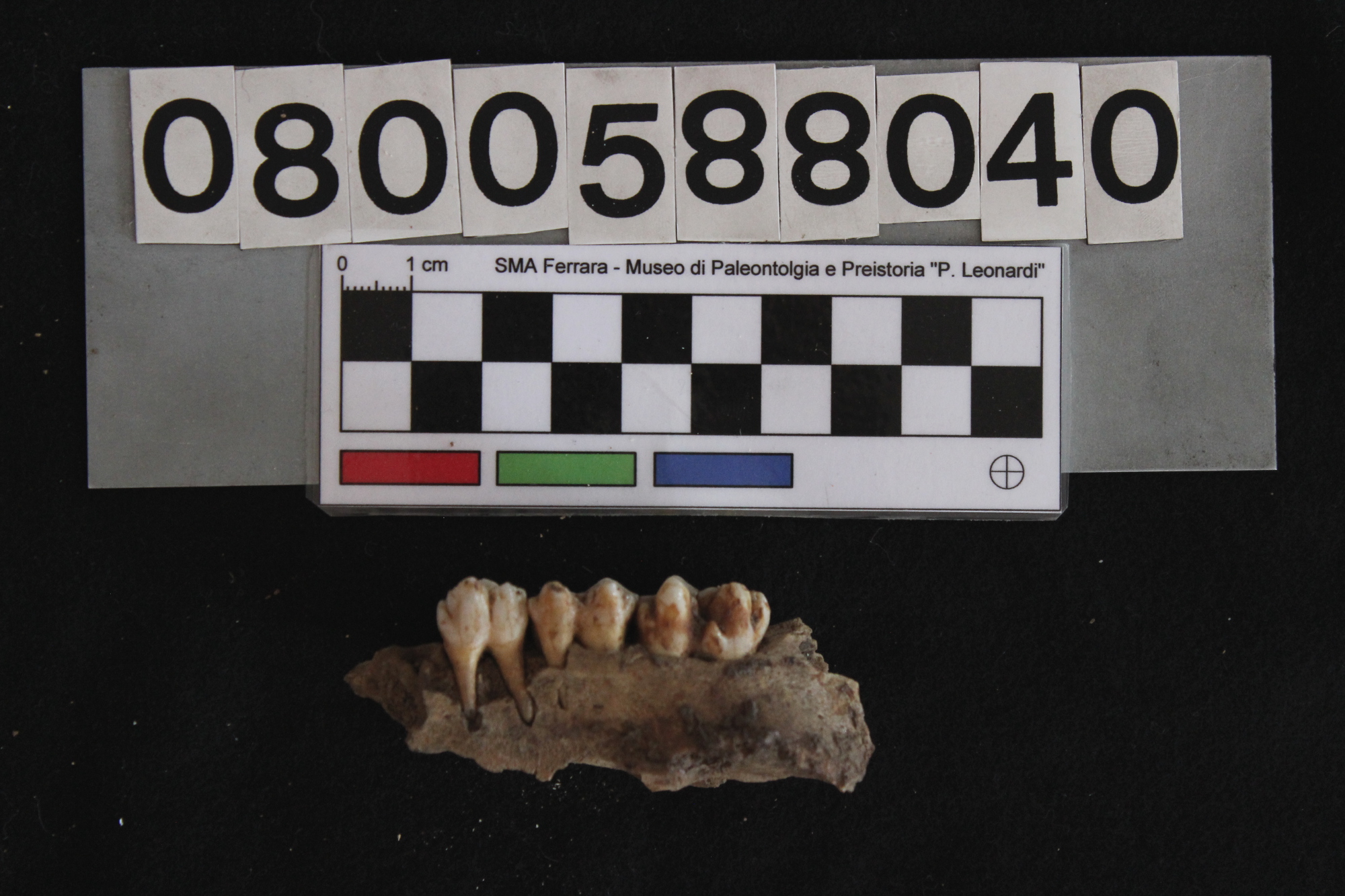 fossile (Sus scrofa, mascellare, esemplare)